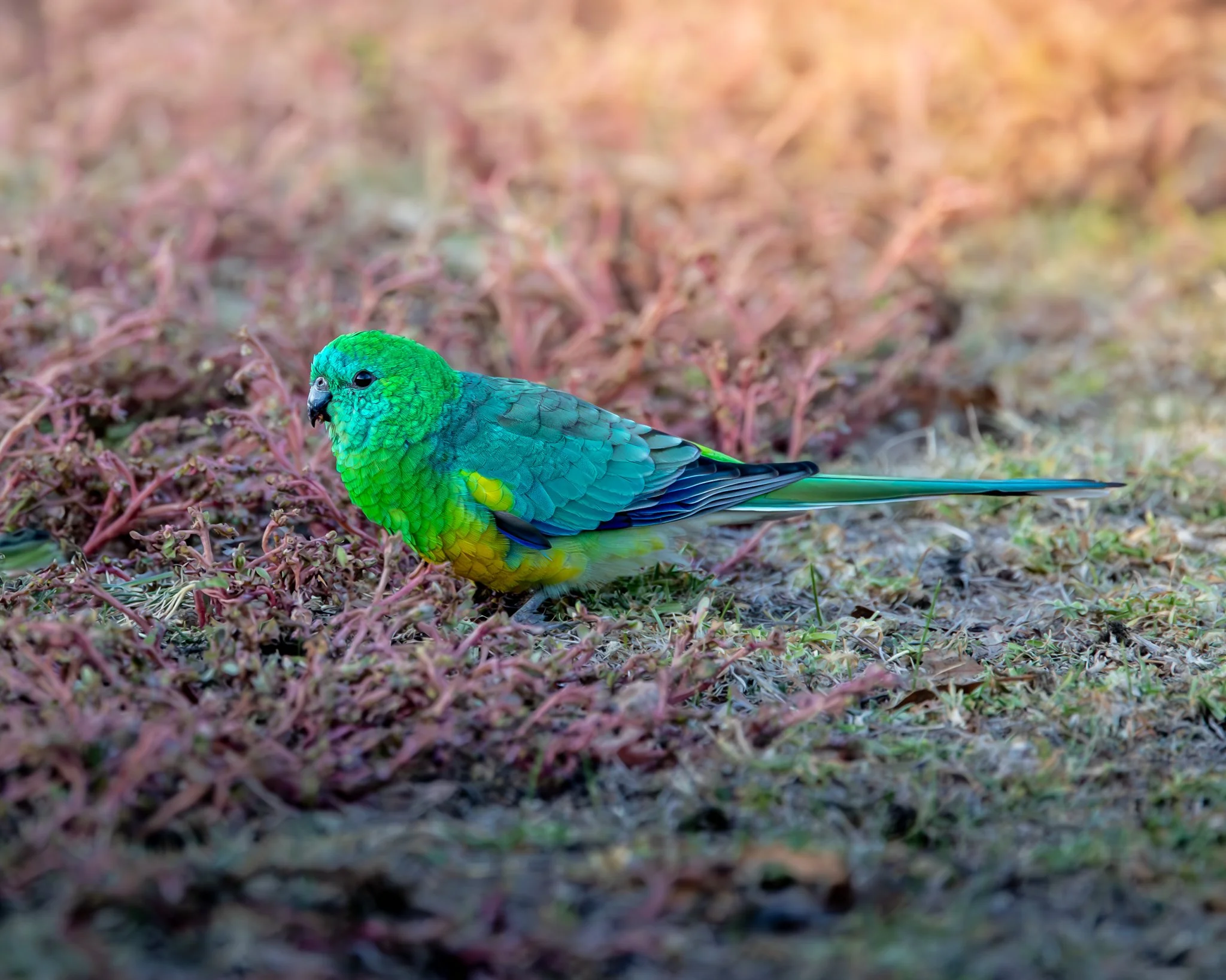 Red-rumped Parrot 004