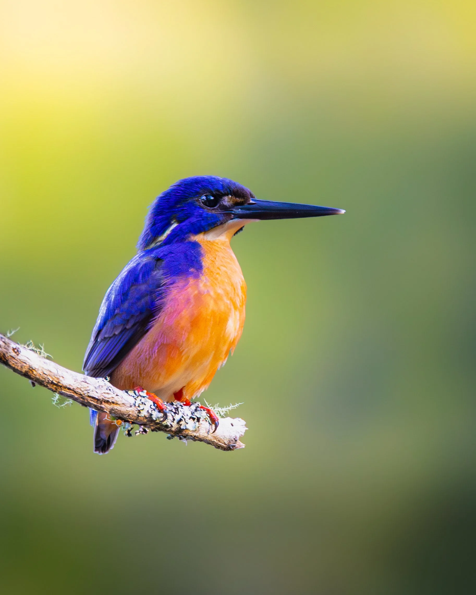 Azure Kingfisher 002