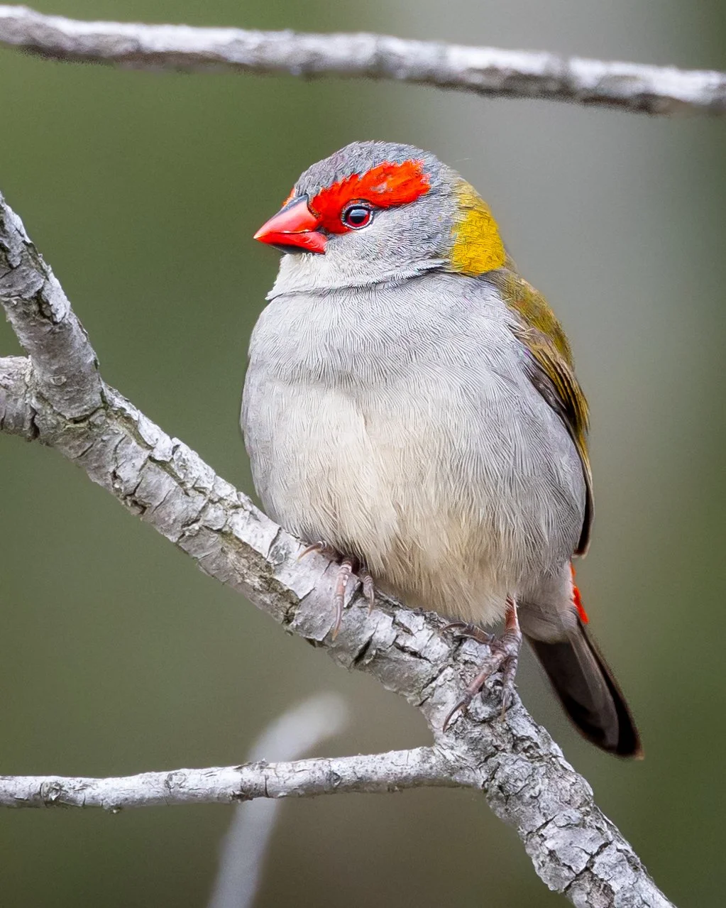 Red-browed Finch 003