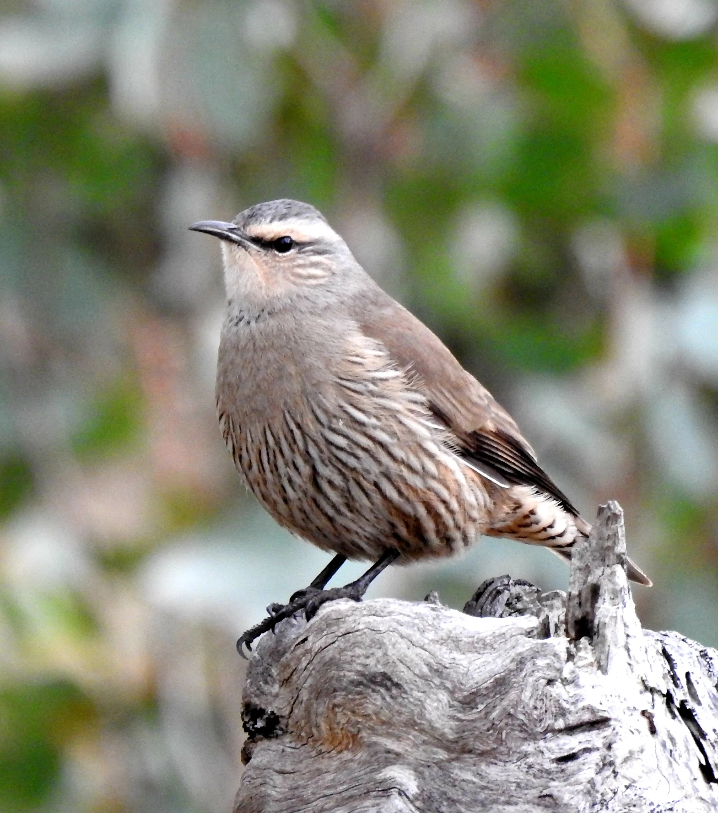 Brown Treecreeper 003