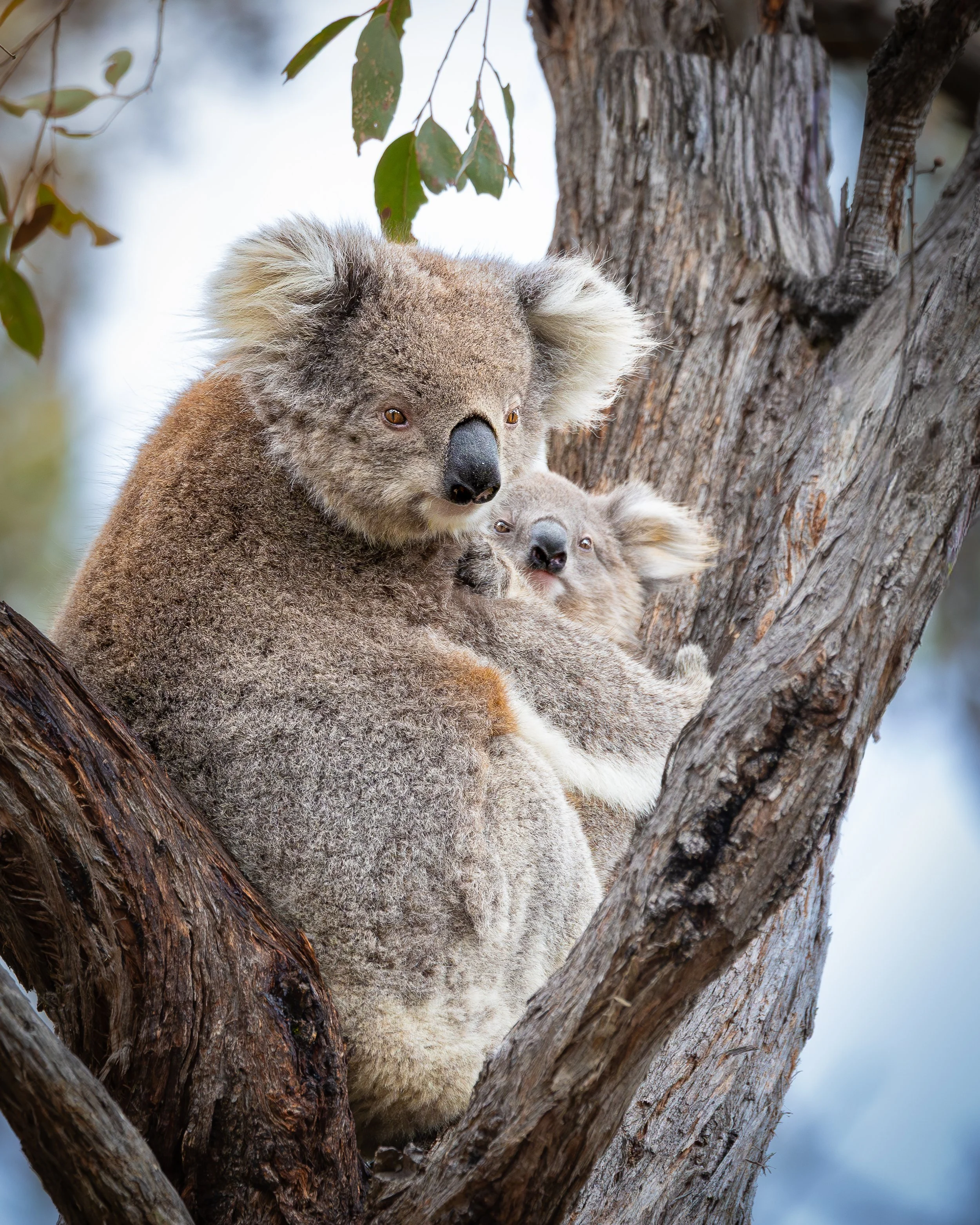 Koala 002