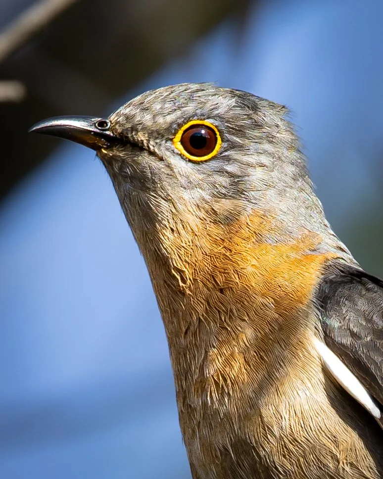 Fan-tailed Cuckoo 003