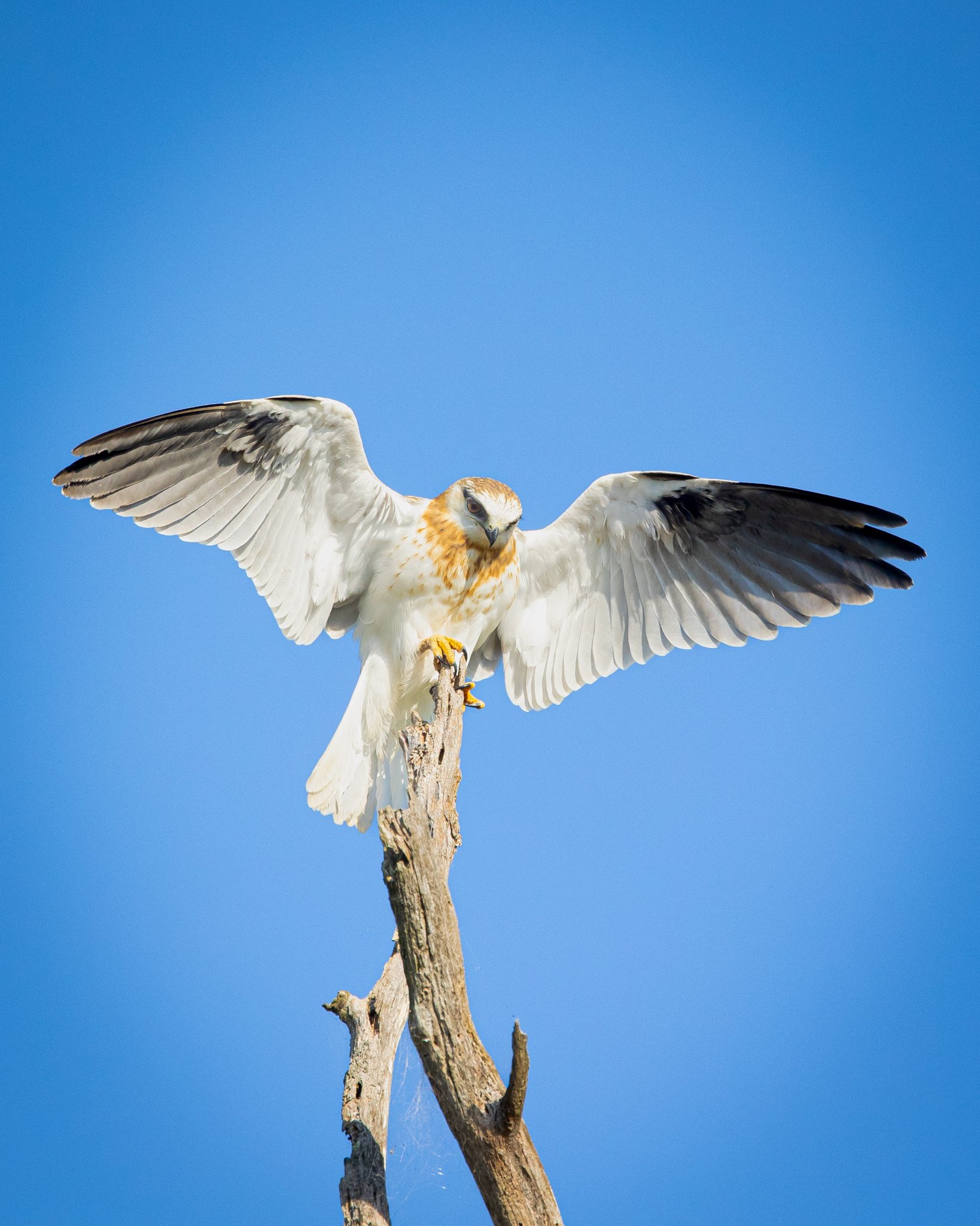 Black-shouldered Kite (Elanus axillaris) BW 020225-1.jpg
