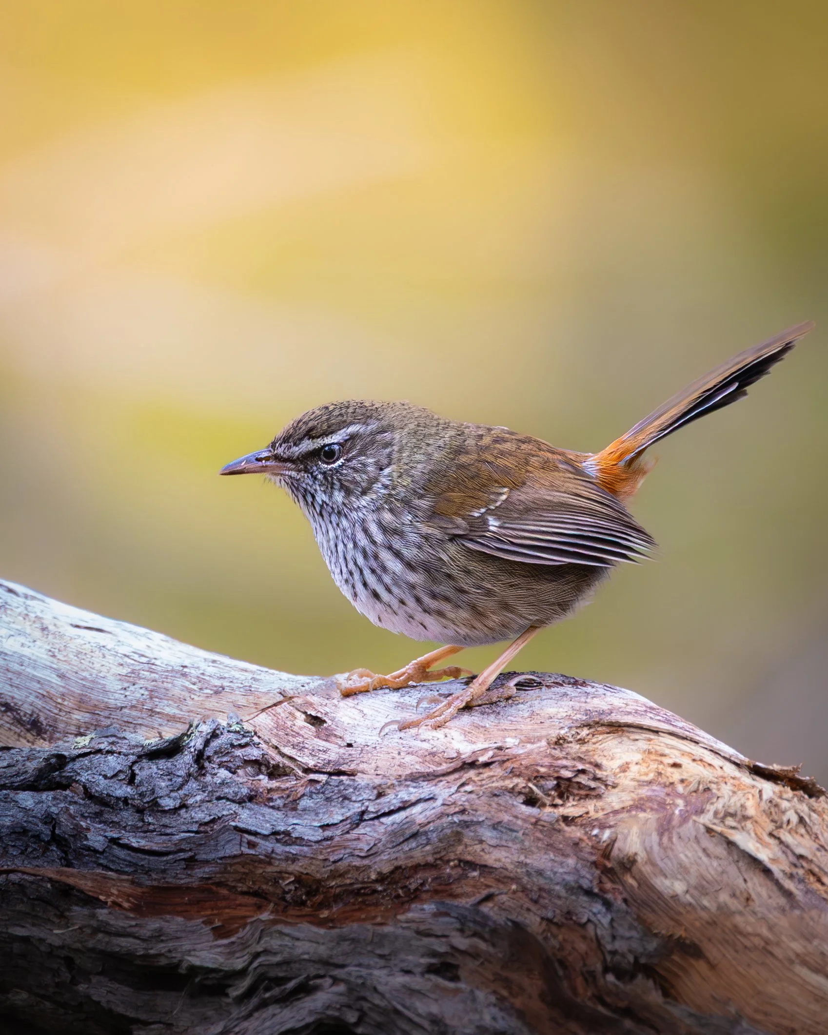 Chestnut-rumped Heathwren 002