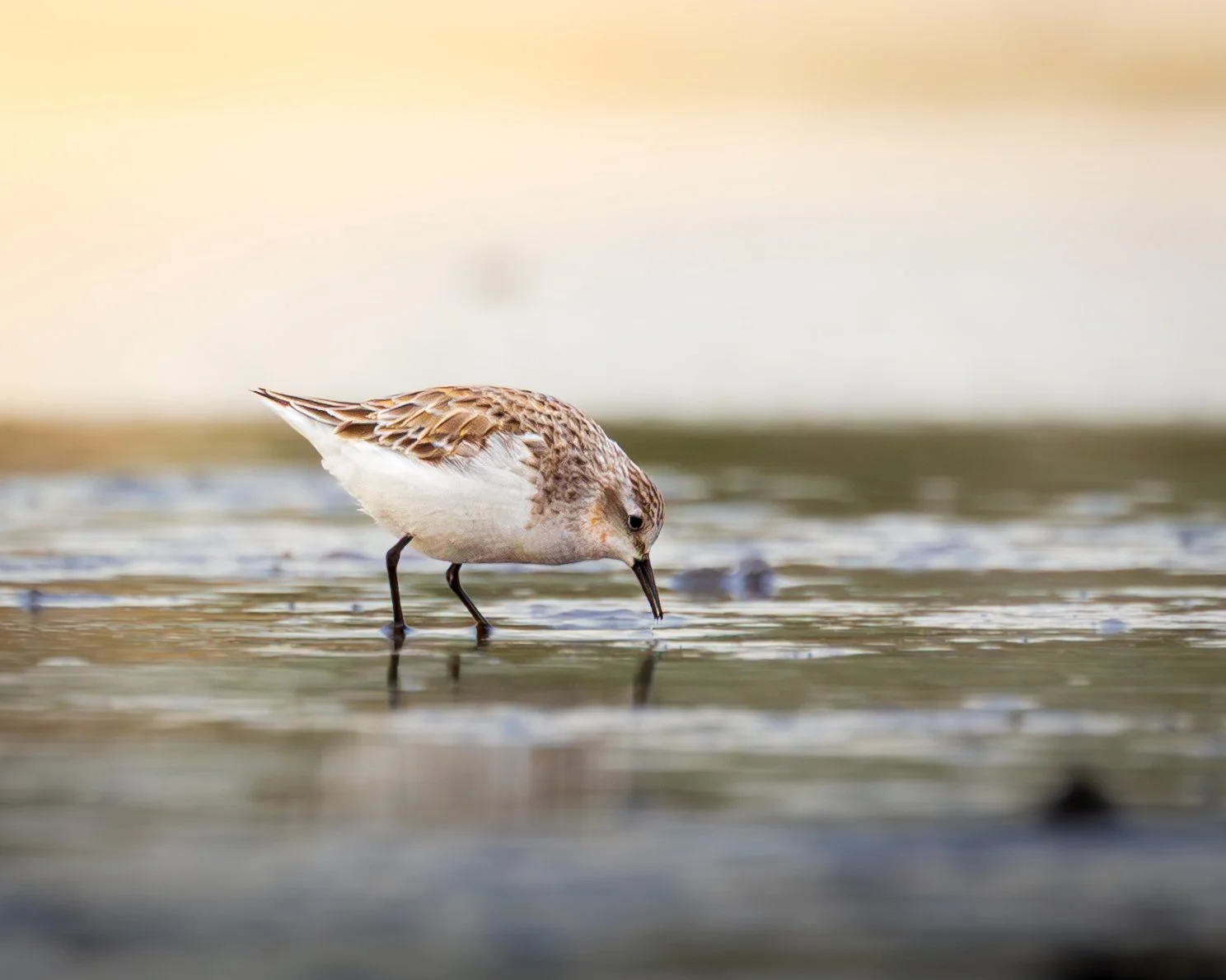 Red-necked Stint 001