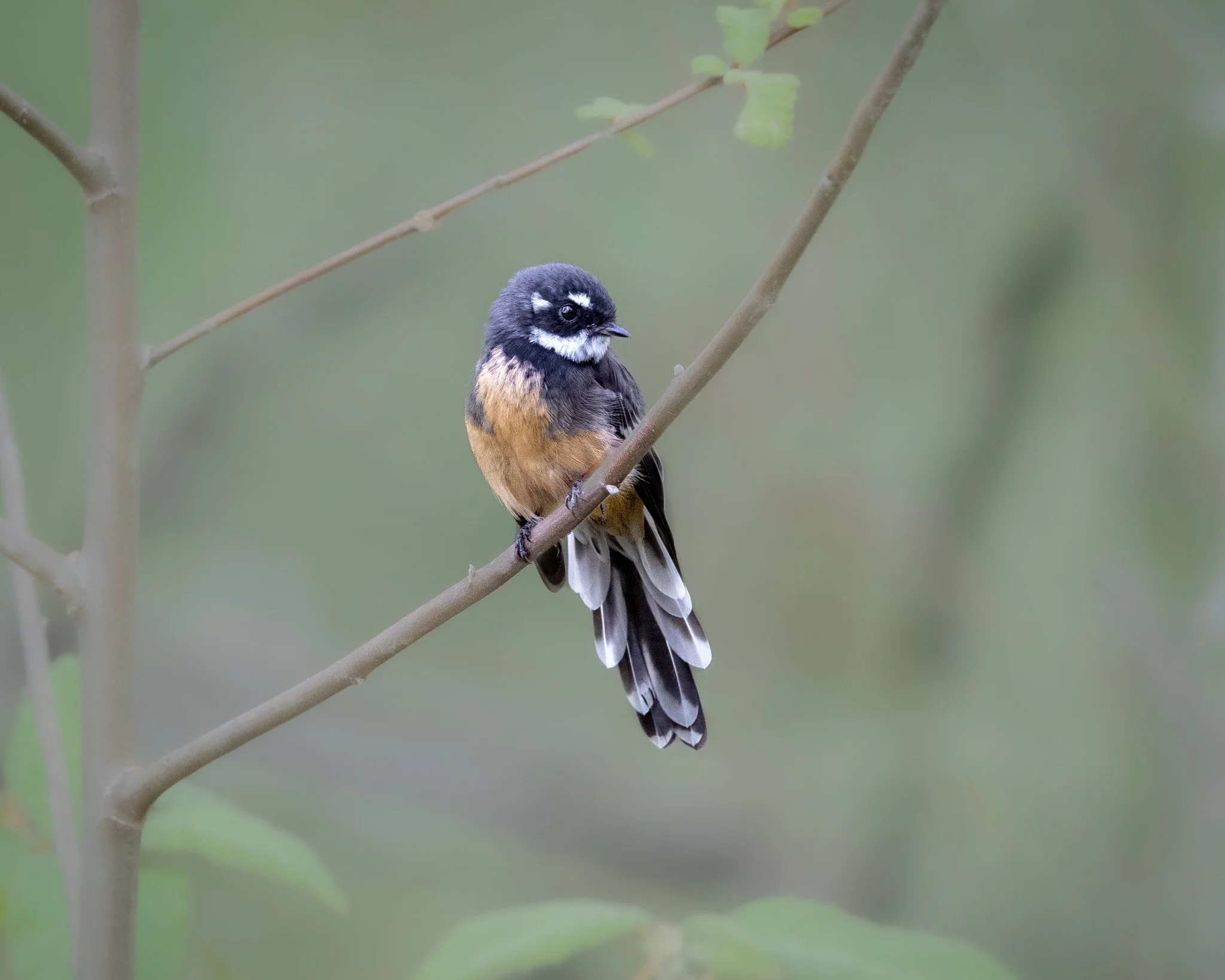 Grey Fantail 001