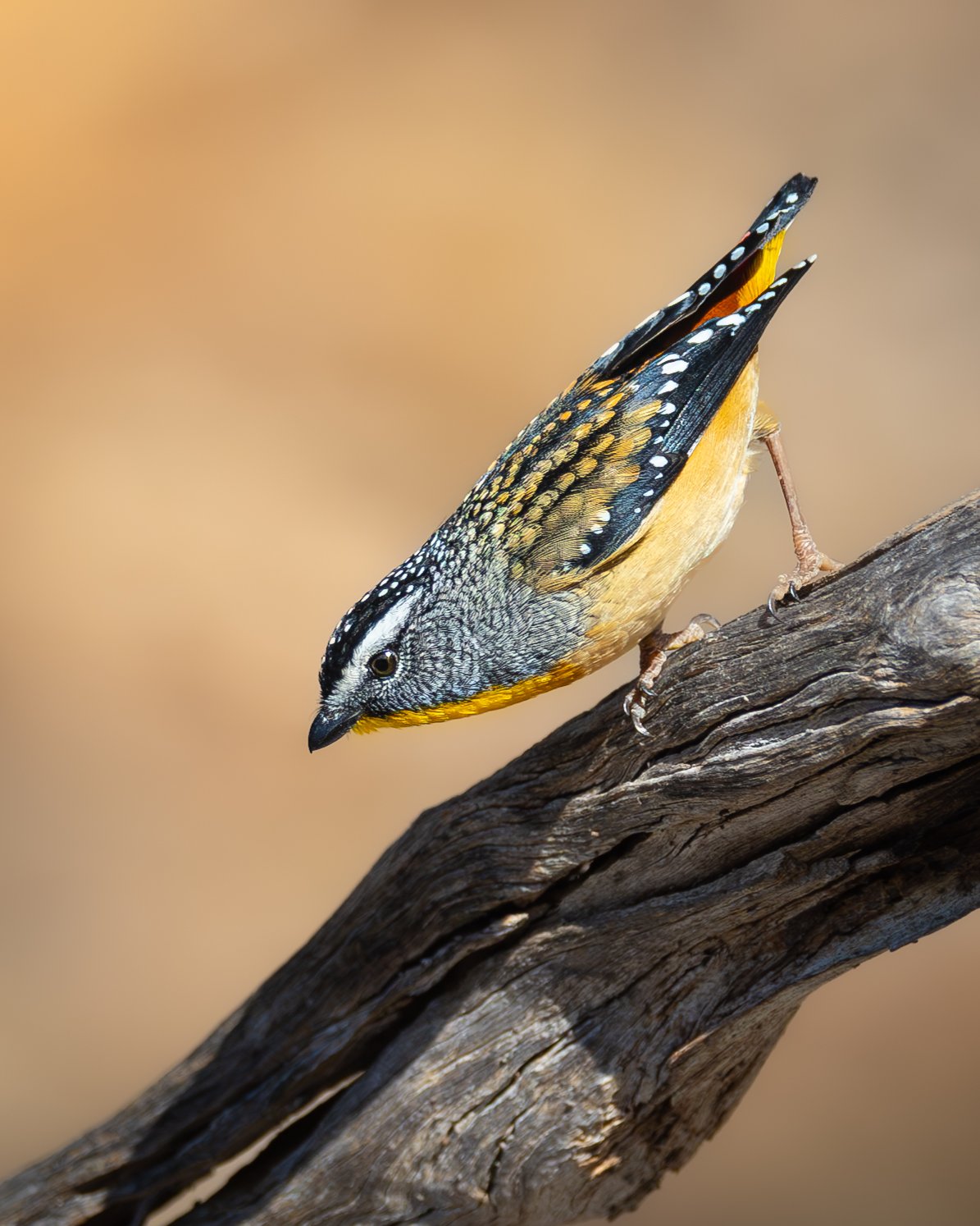 Spotted Pardalote 003