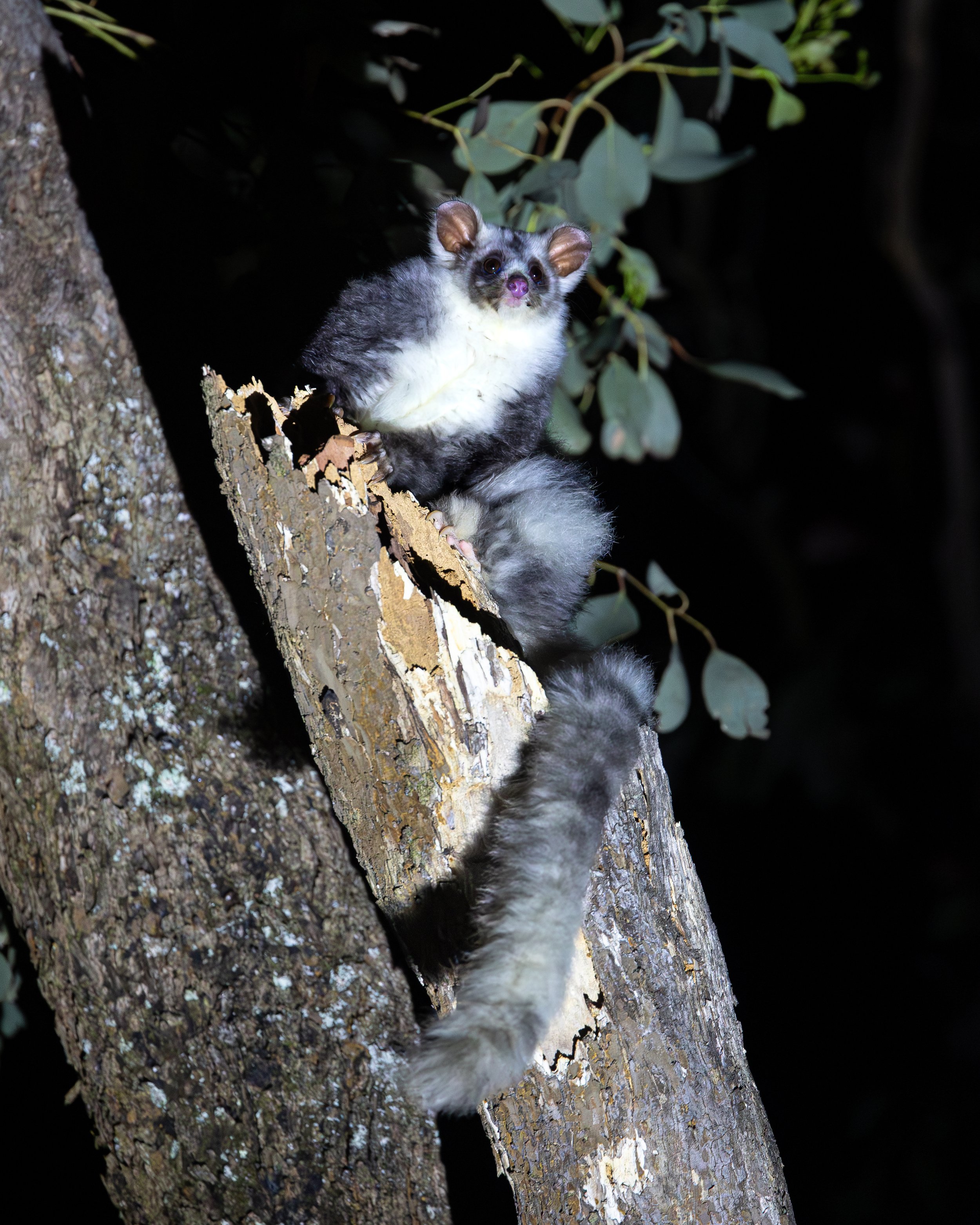 Southern Greater Glider 001