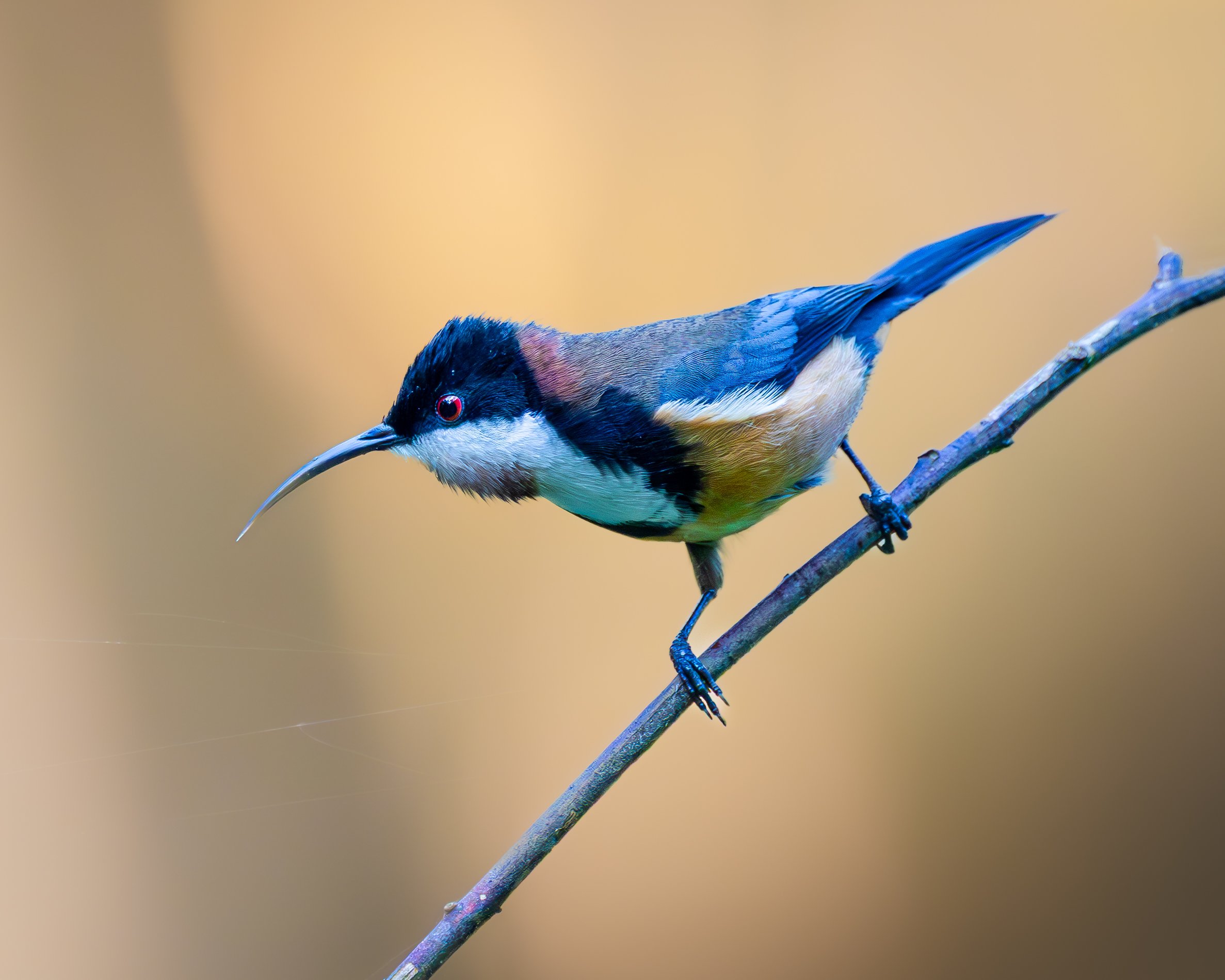 Eastern Spinebill 003