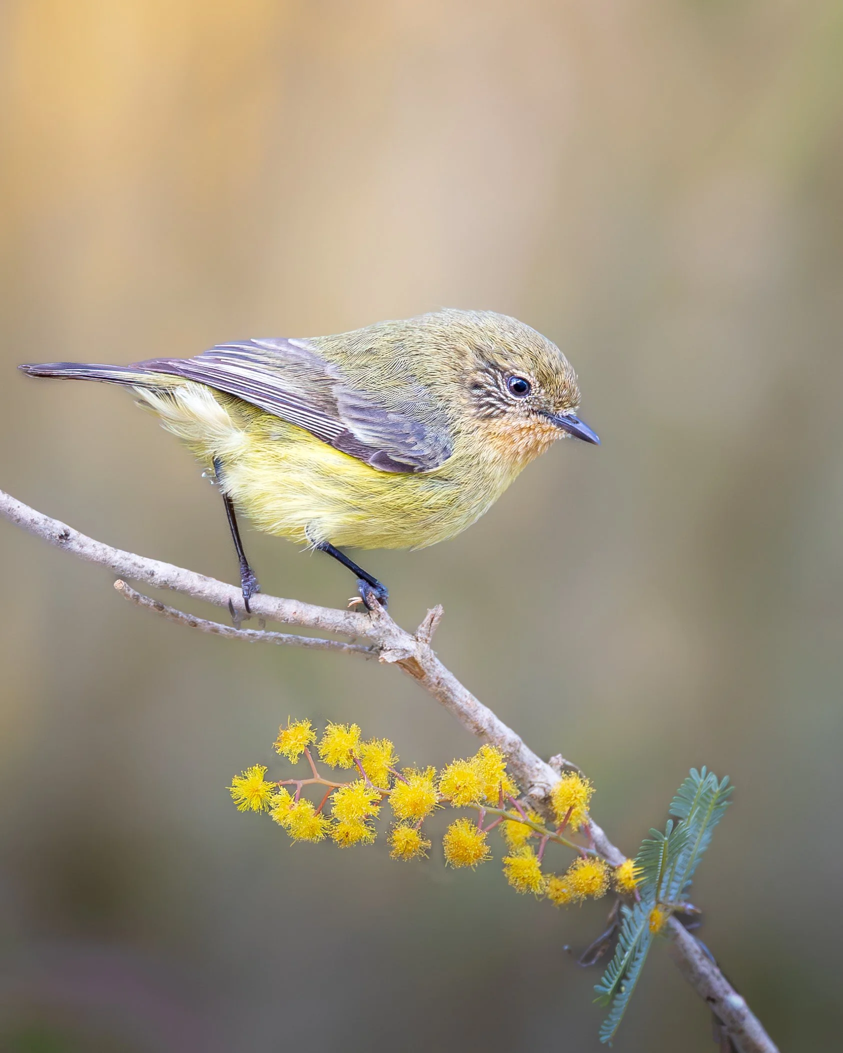 Yellow Thornbill 002