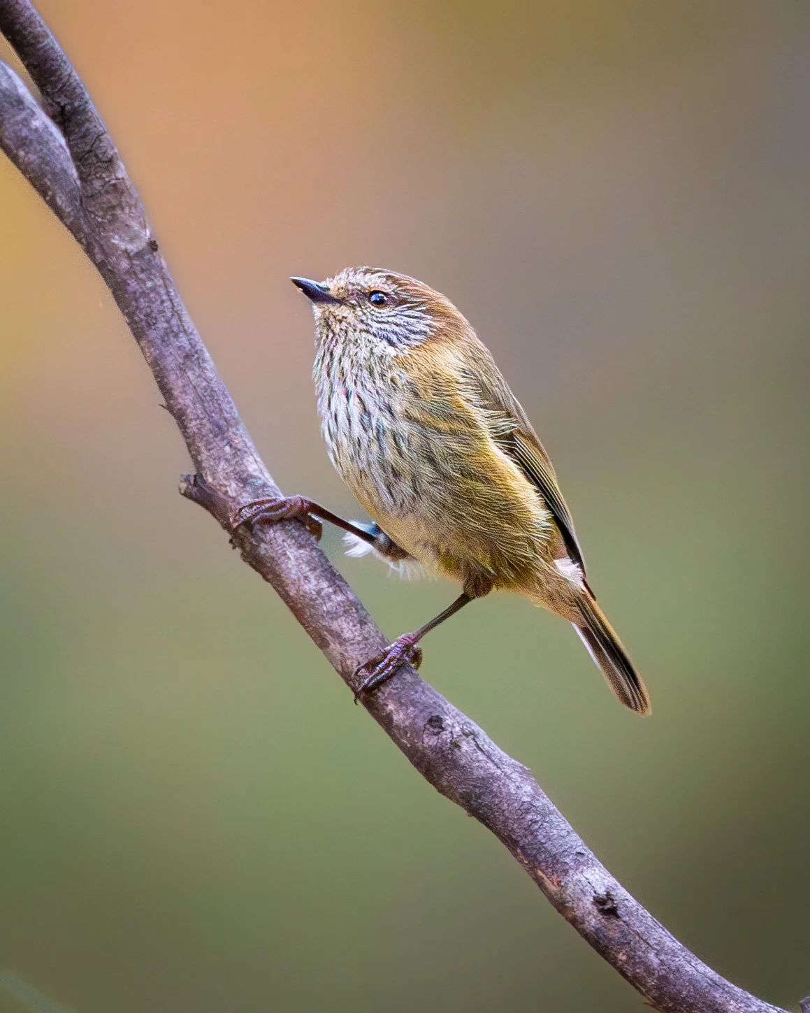 Striated Thornbill 002