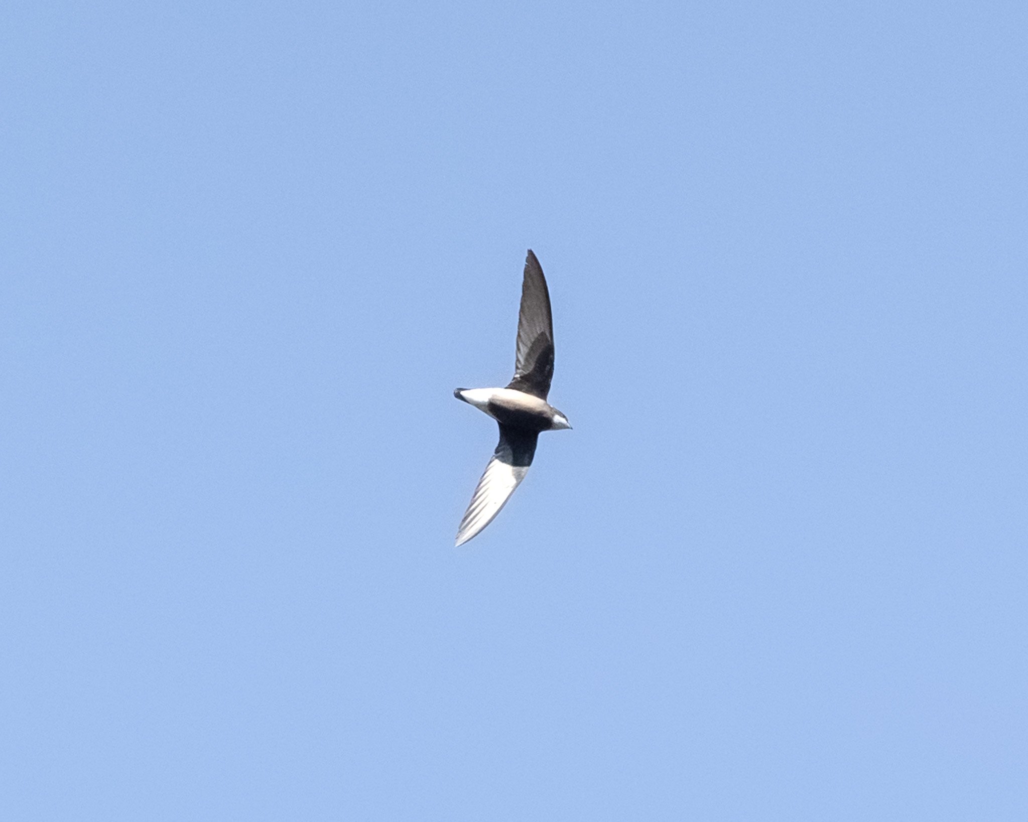 White-throated Needletail 001