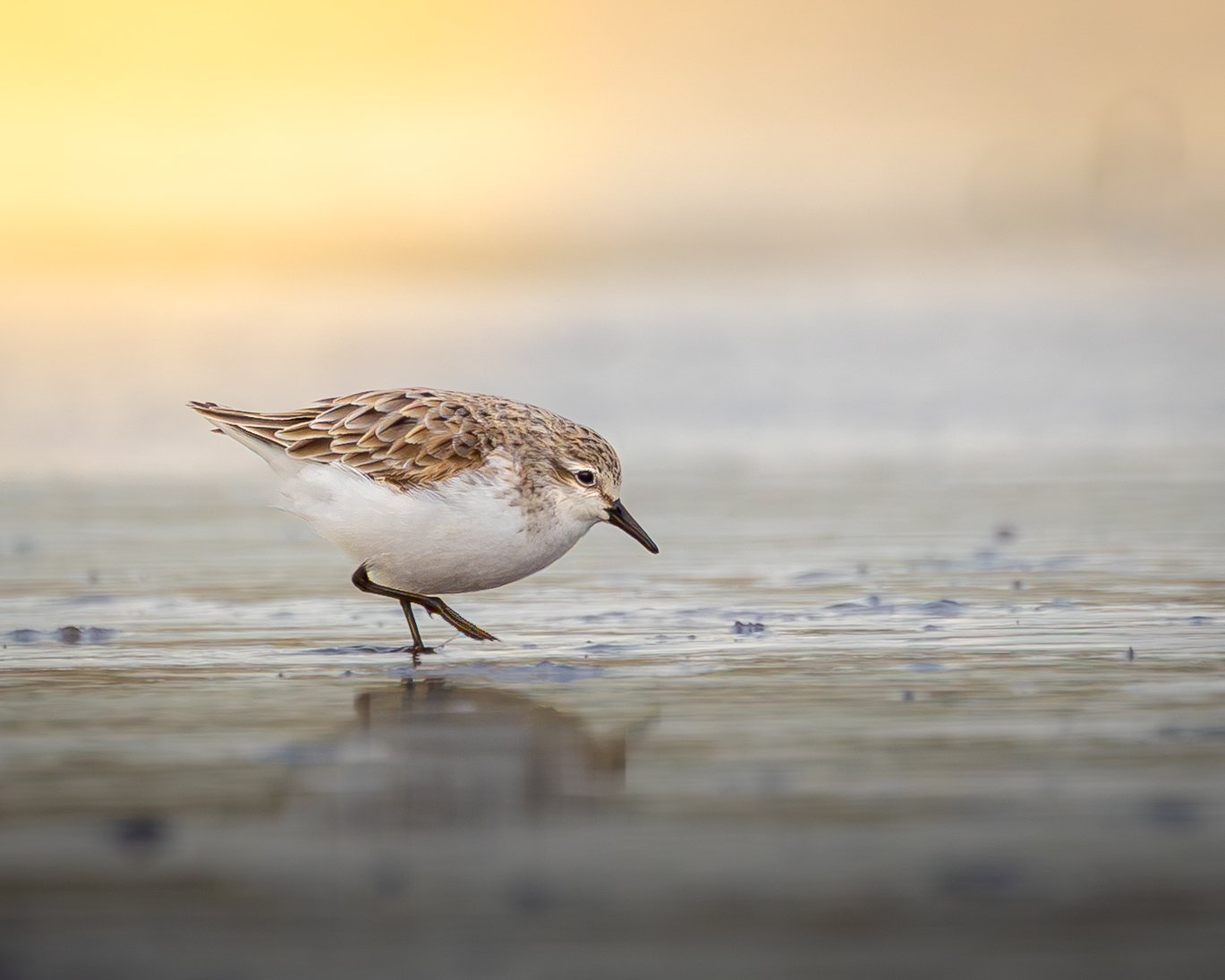 Red-necked Stint 002