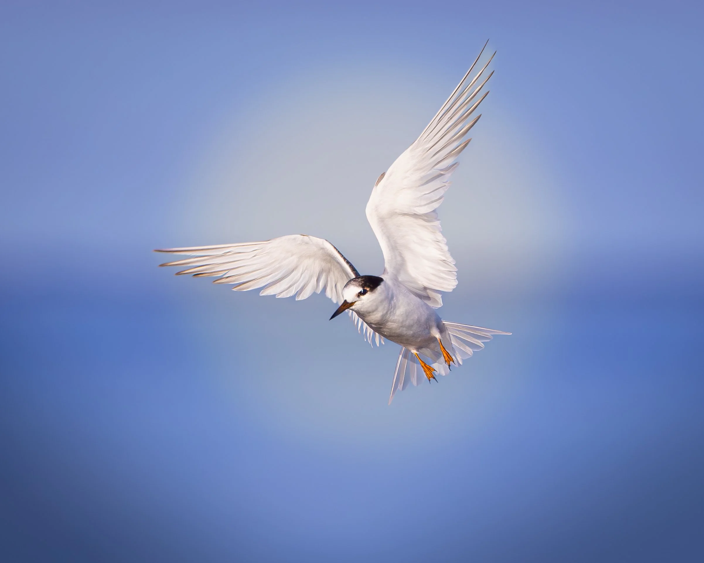 Fairy Tern 001