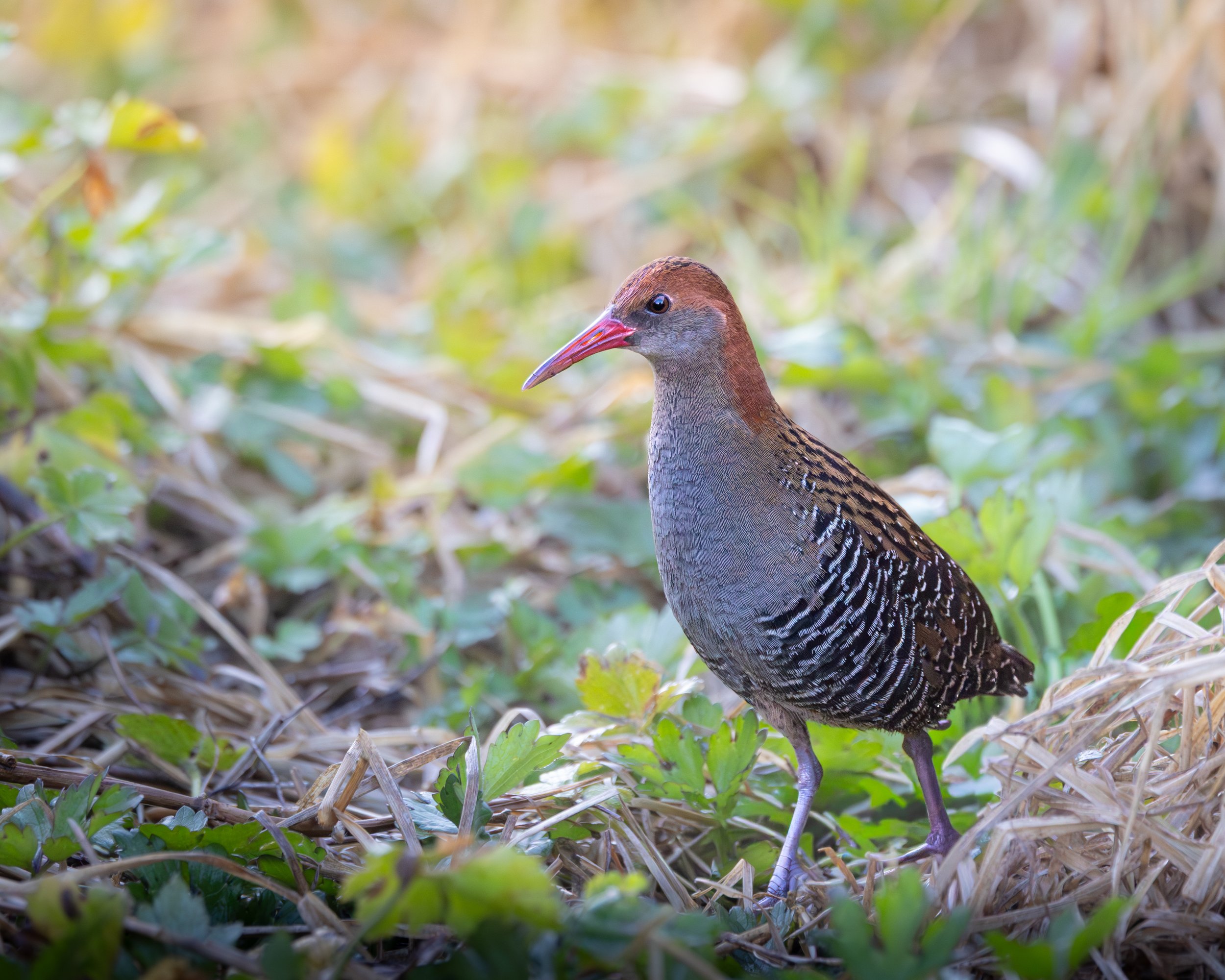 Lewin's Rail 001