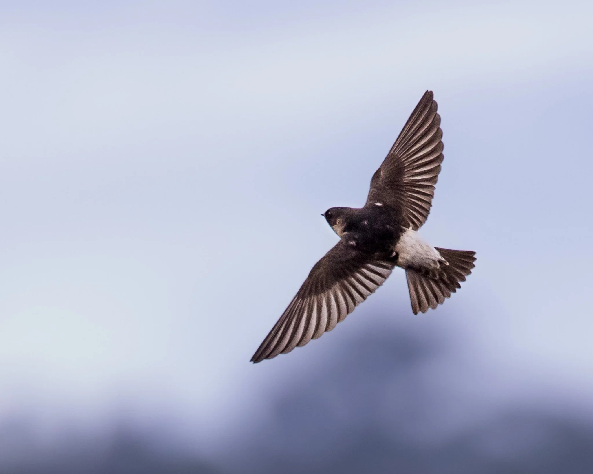 Tree Martin 002