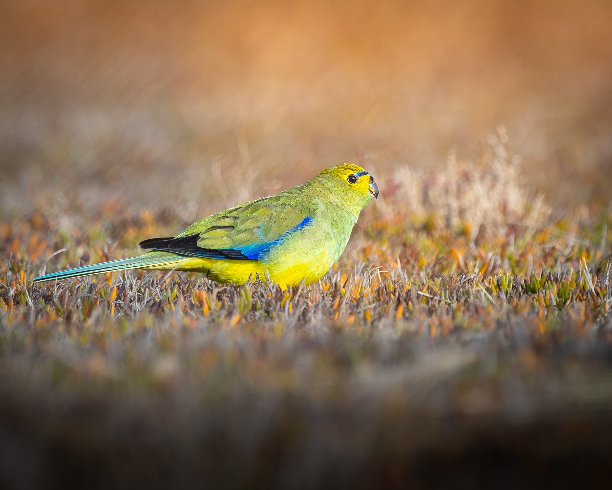 Blue-winged Parrot 003