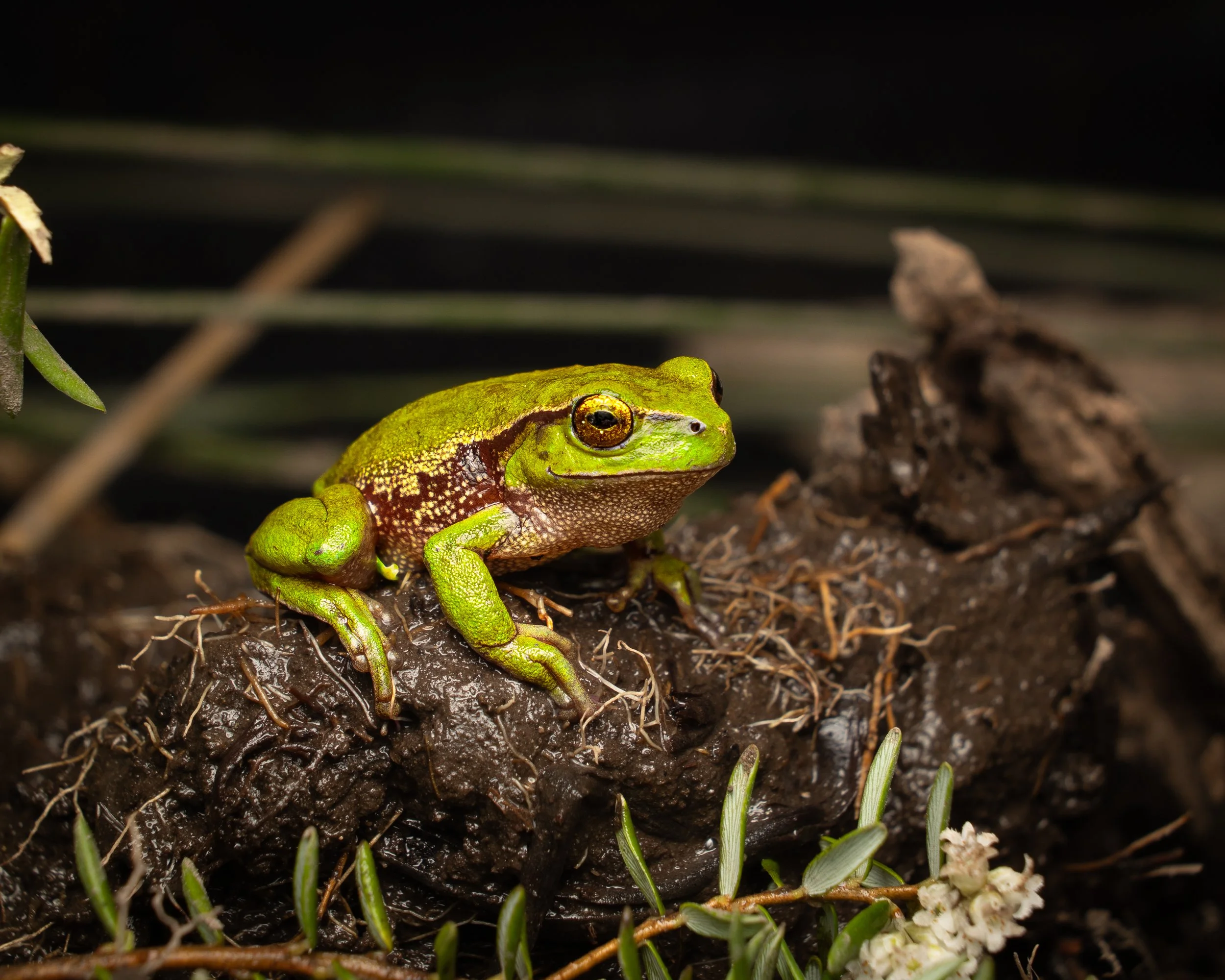 Southern Green Stream Frog 002