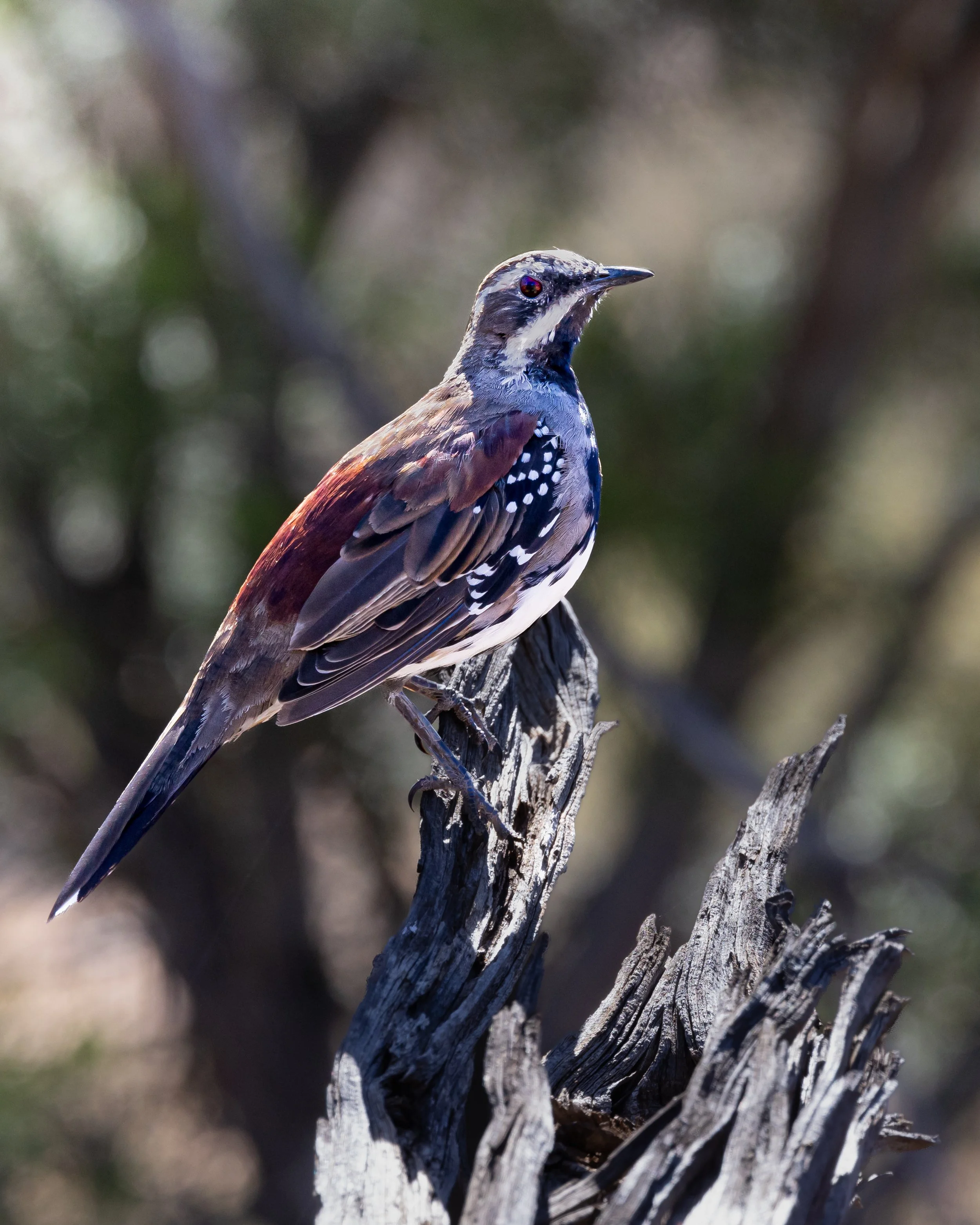 Chestnut Quail-thrush 001