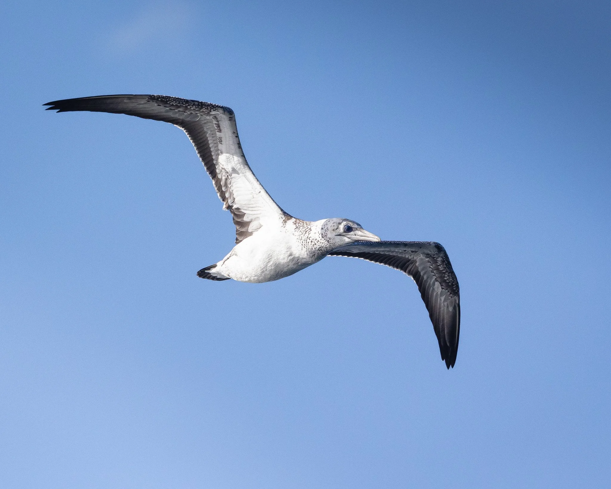Australasian Gannet 002