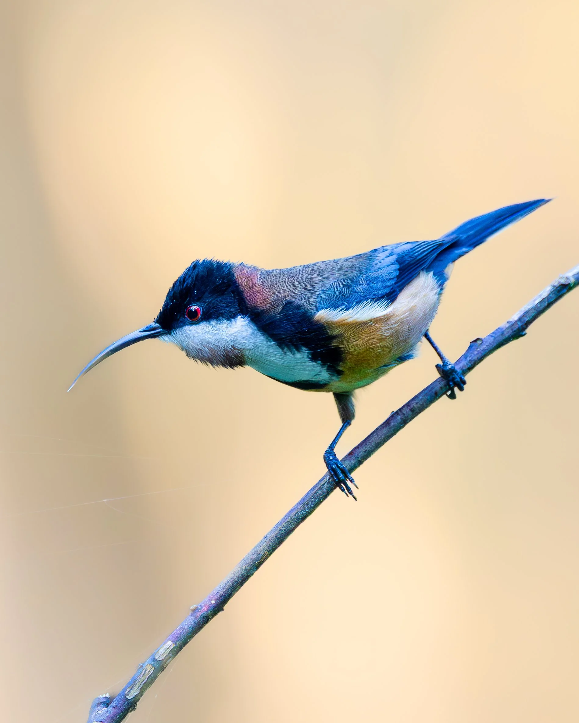 Eastern Spinebill 002