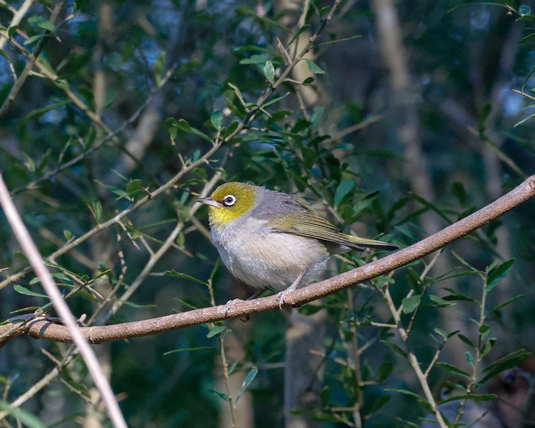 Silvereye 002