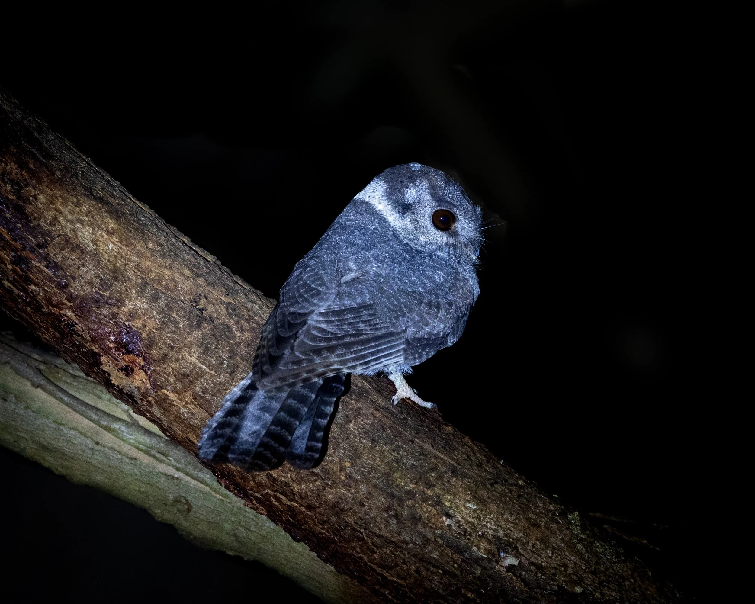 Australian Owlet-nightjar 002