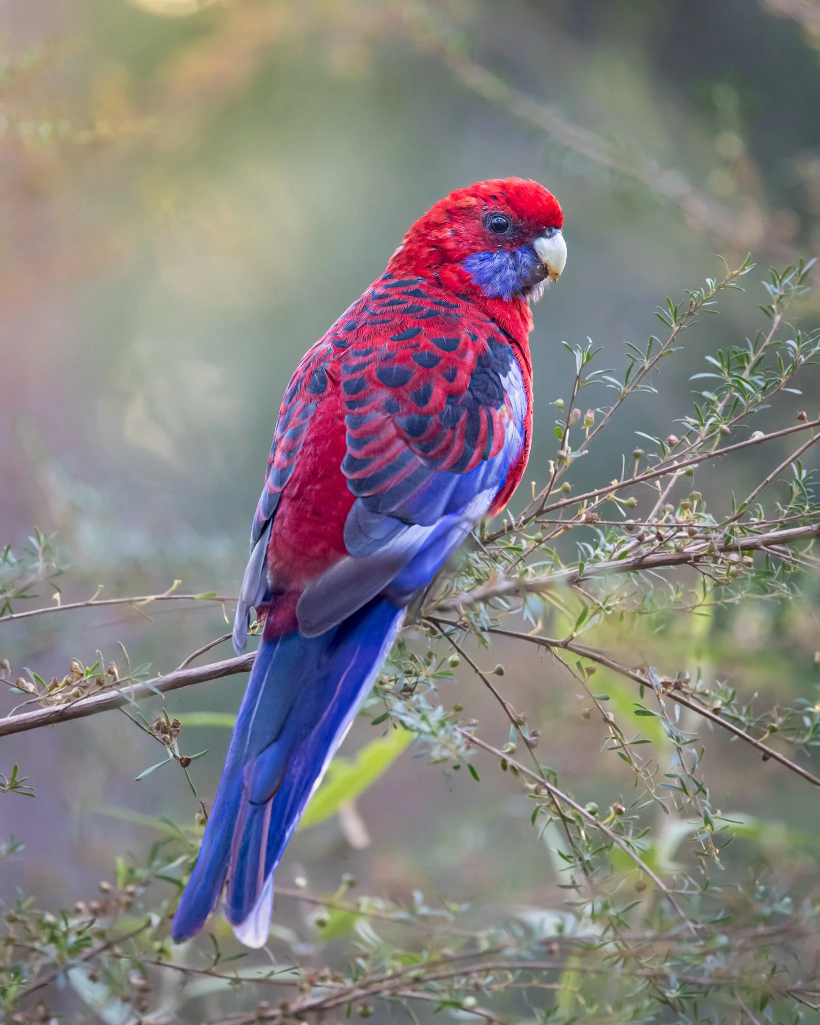 Crimson Rosella 001