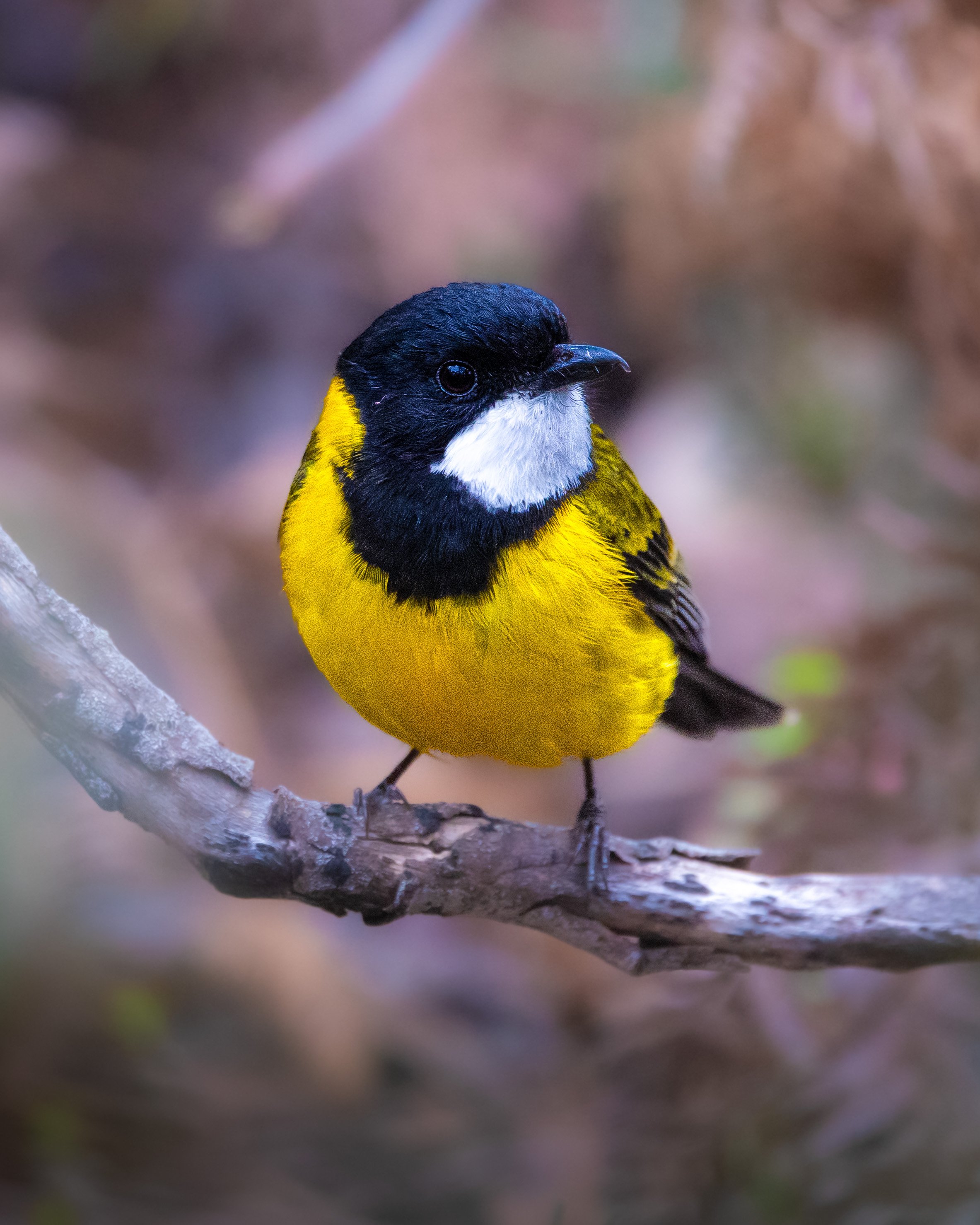 Golden Whistler 003
