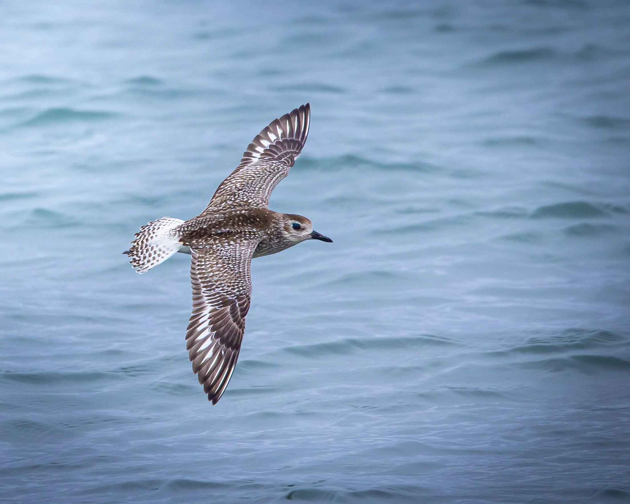 Grey Plover 001