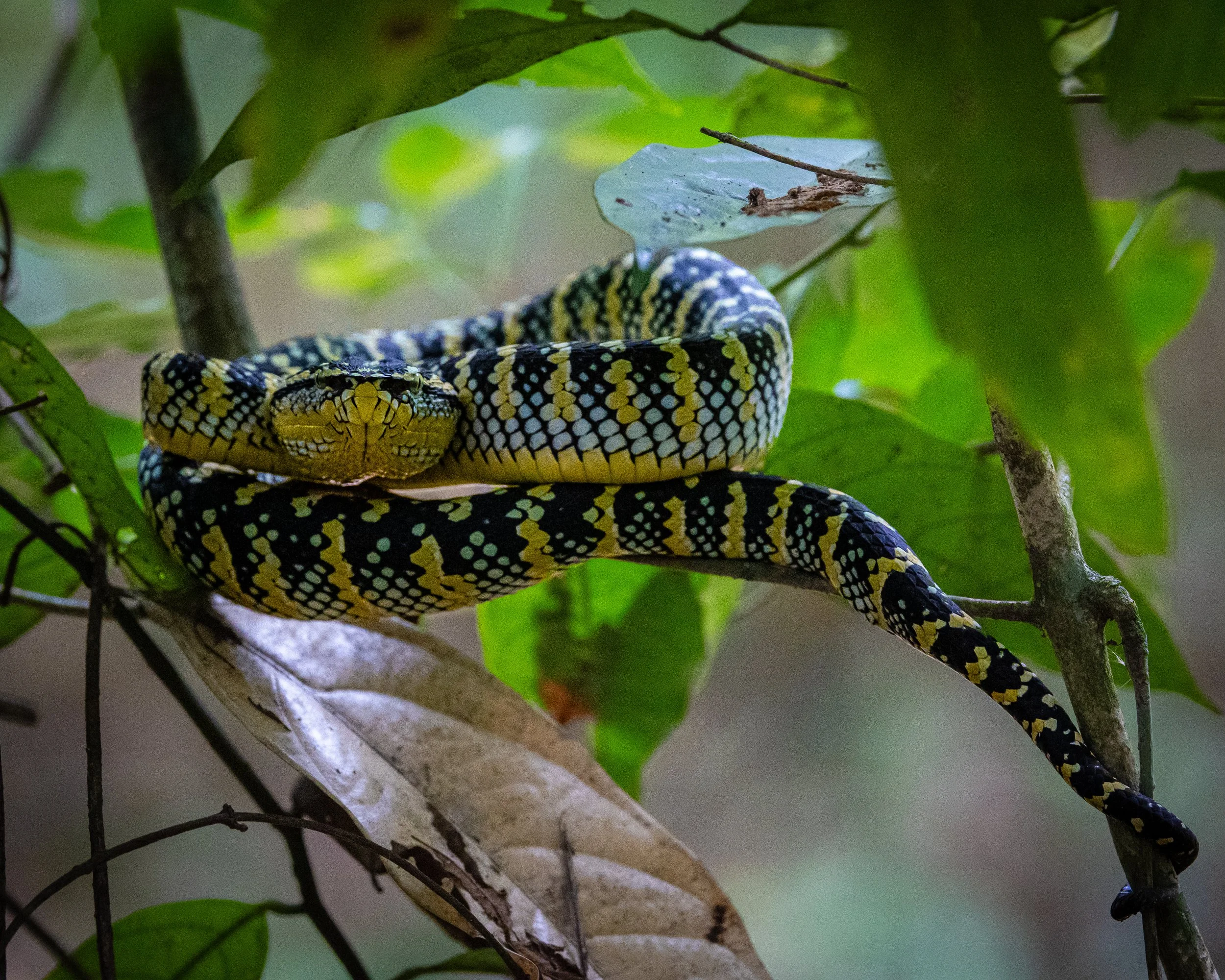 Wagler's Pit Viper 001