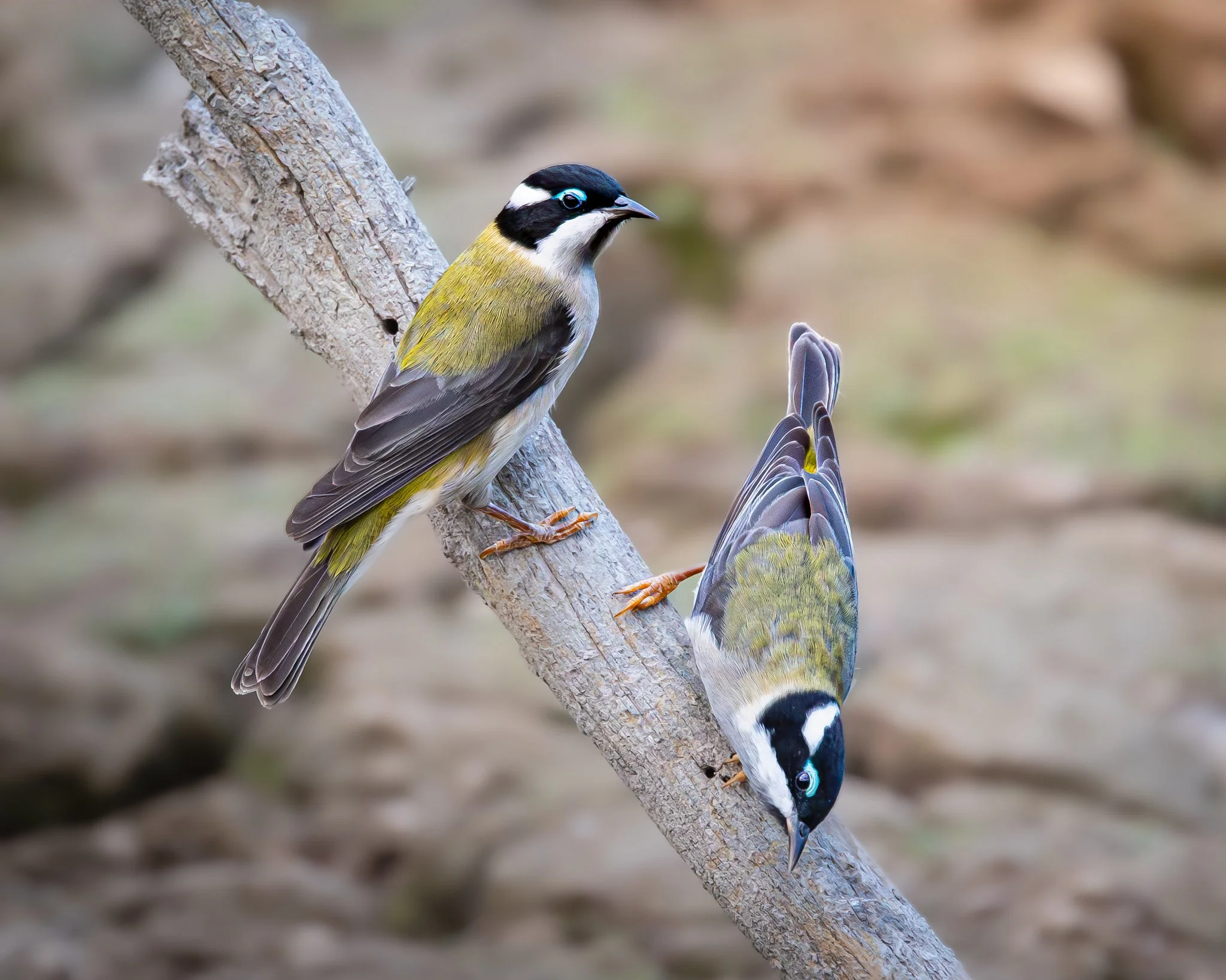 Black-chinned Honeyeater 001