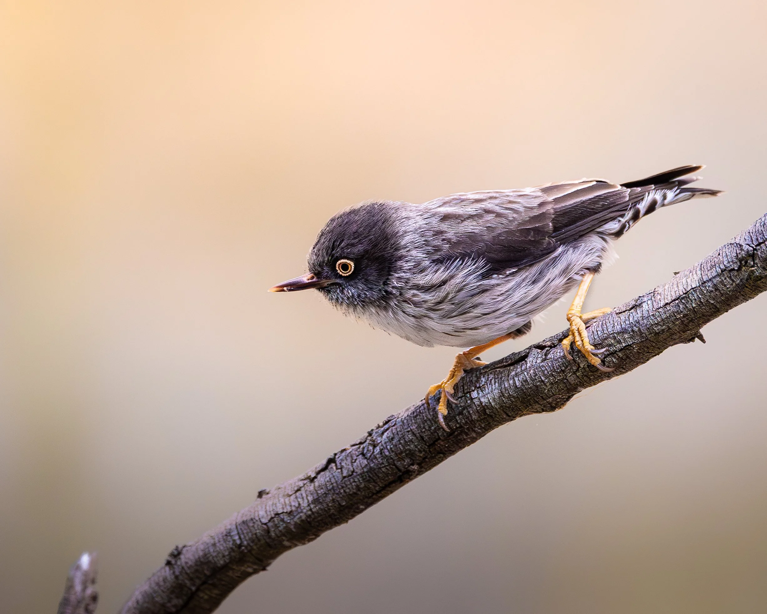 Varied Sittella 001