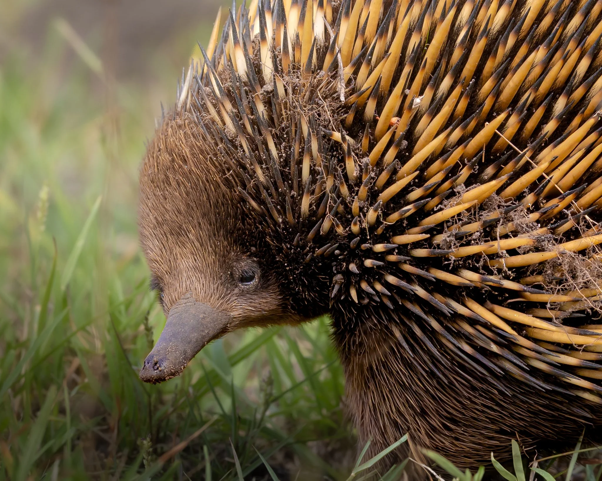 Short-beaked Echidna 002