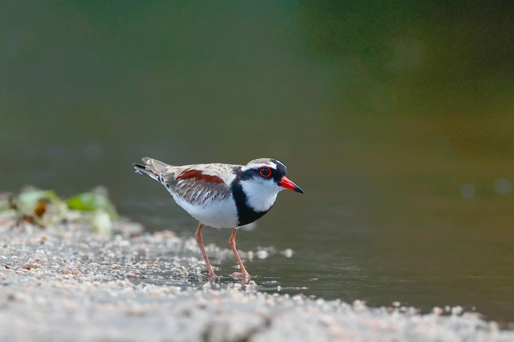 Black-fronted Dotterel 001