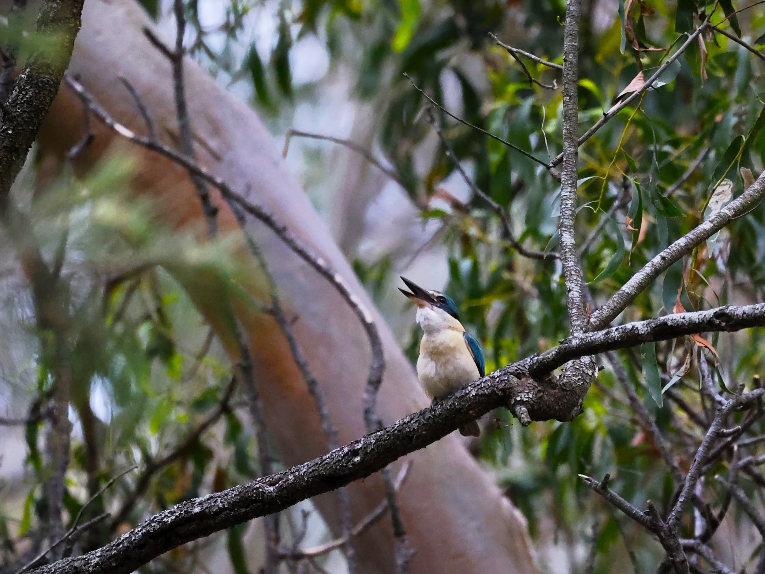 Sacred Kingfisher 001