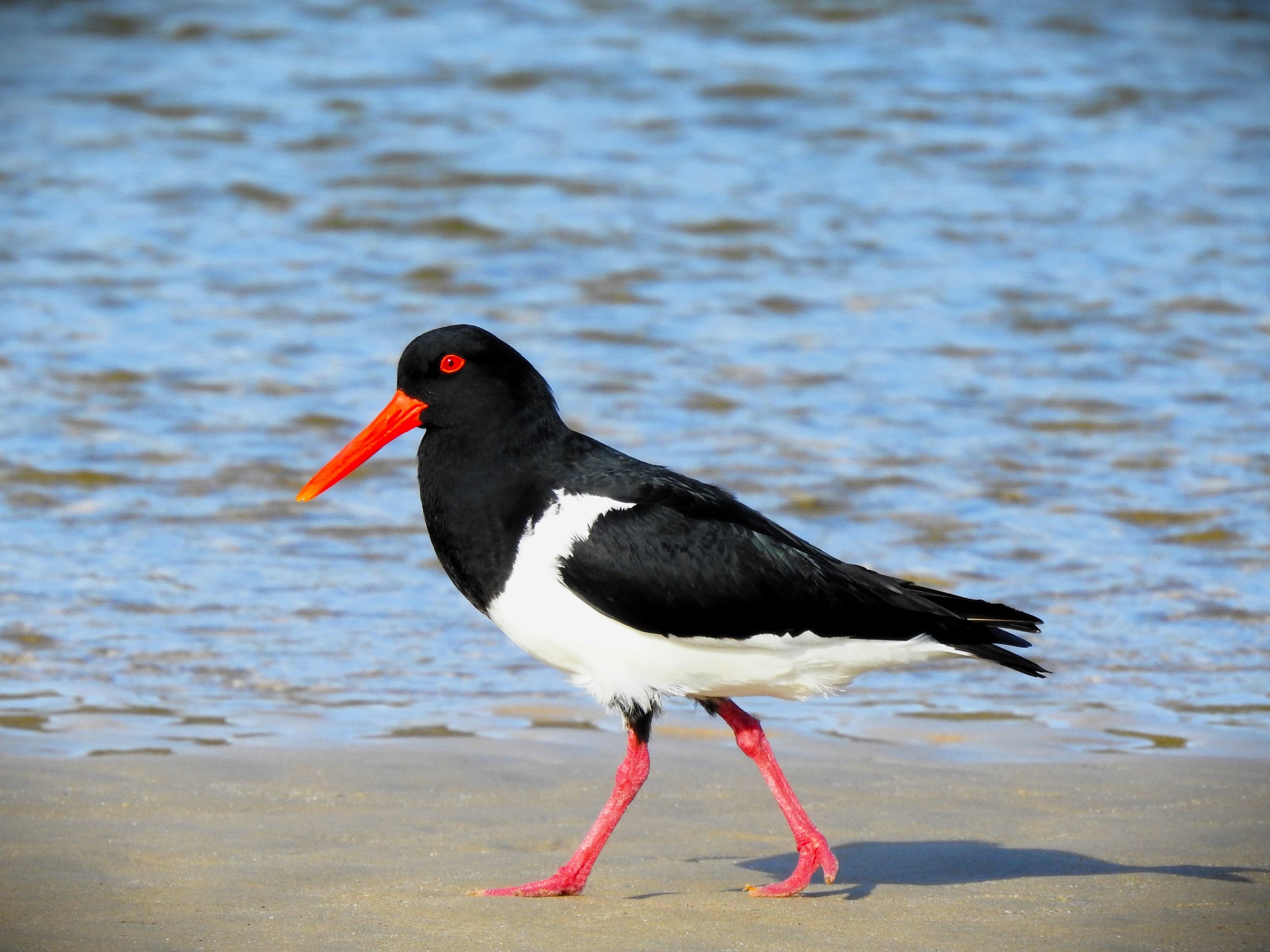 Pied Oystercatcher 002