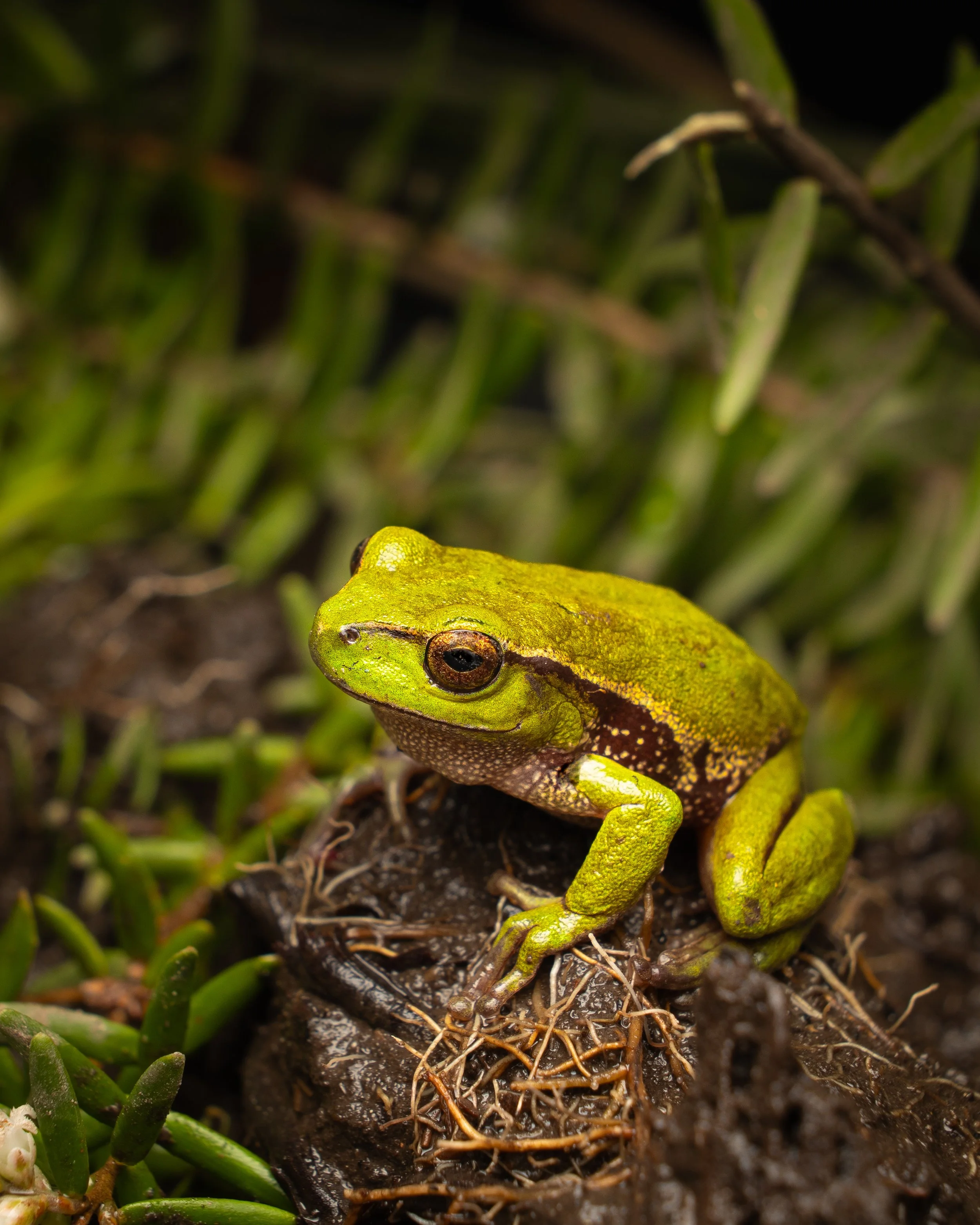 Southern Green Stream Frog 001