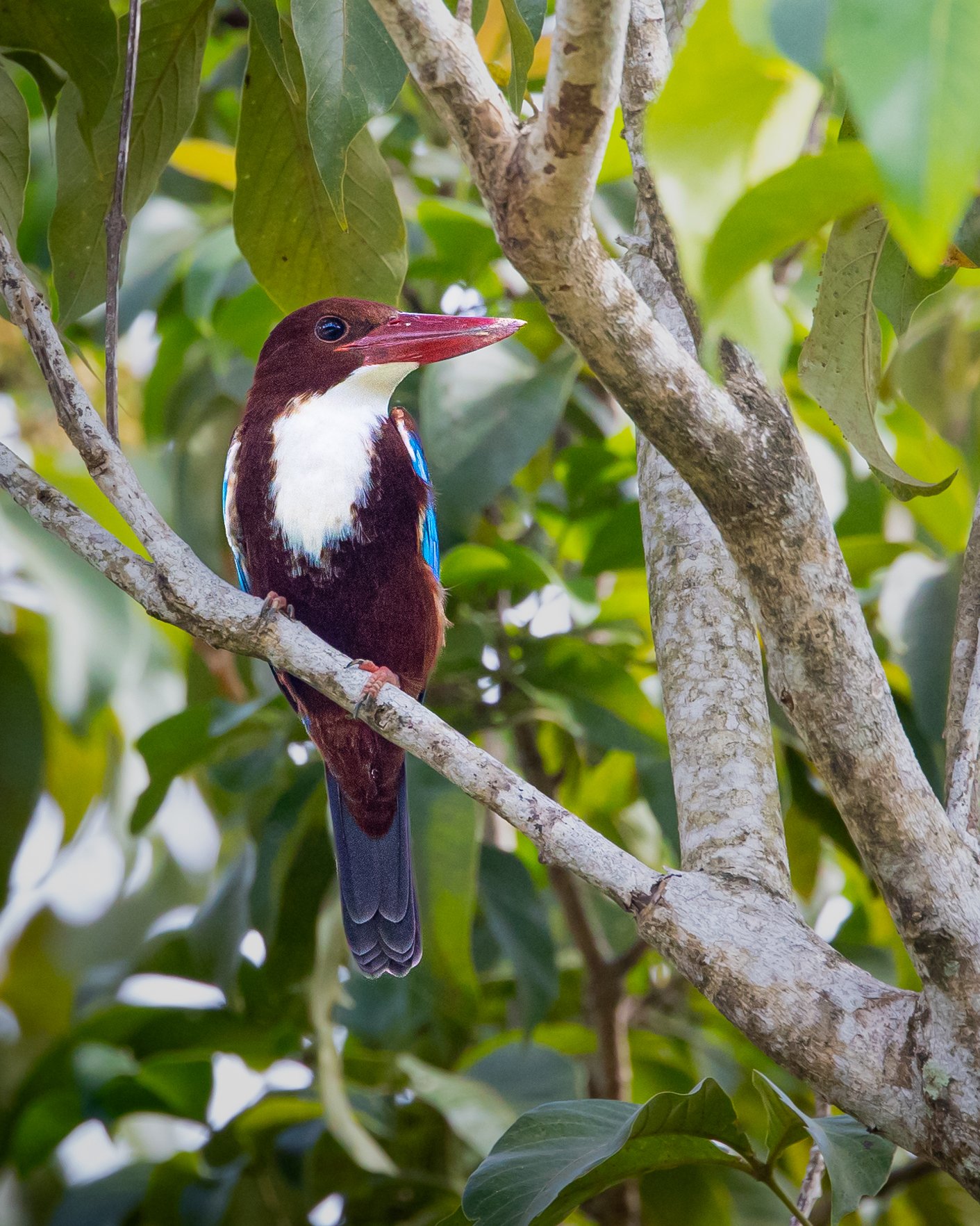 White-throated Kingfisher 001