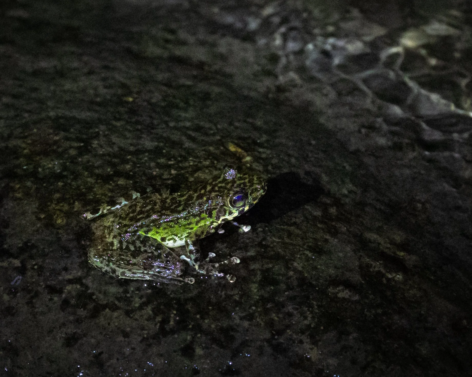 Tenasserim Cascade Frog 001