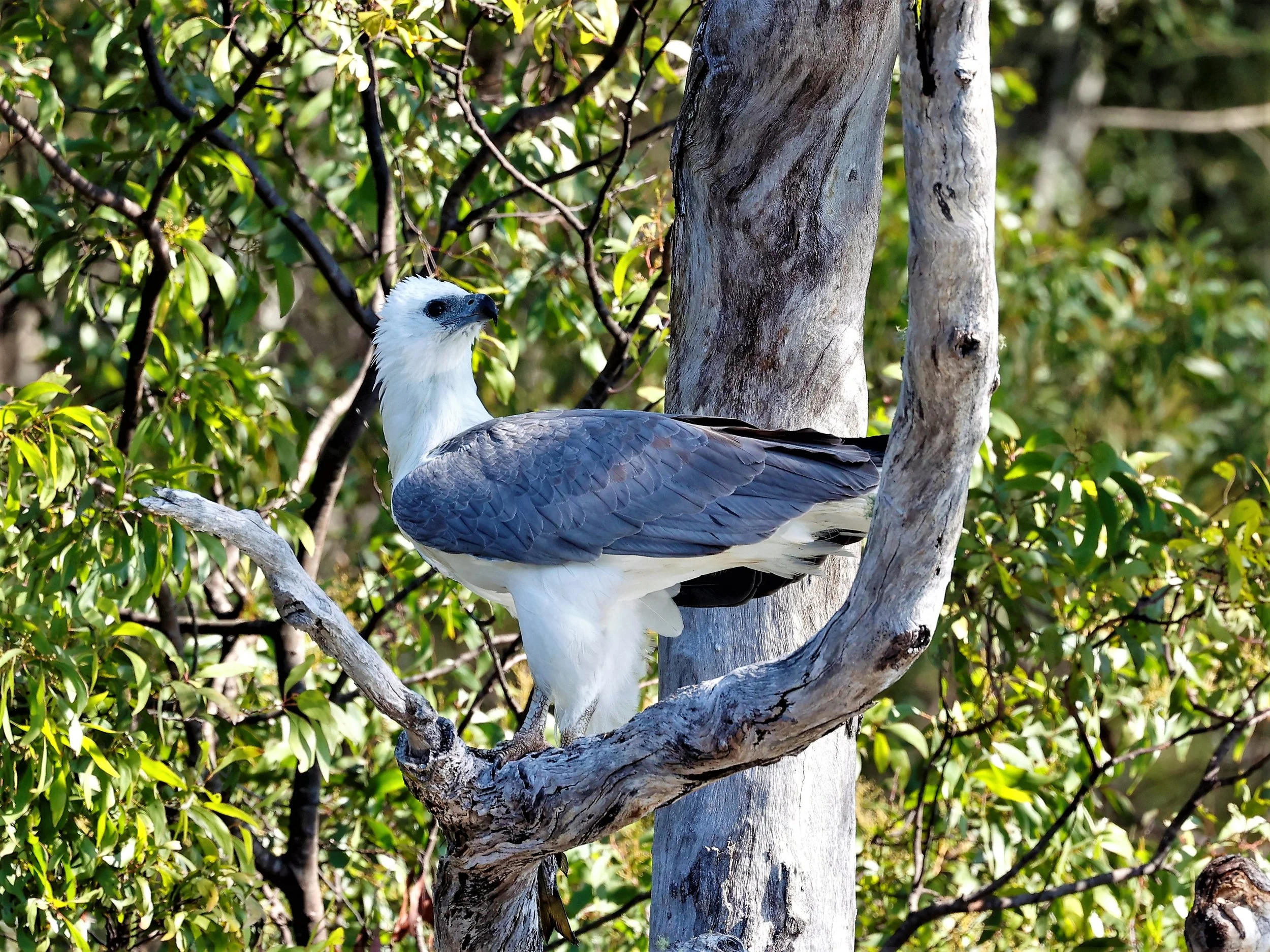 White-bellied Sea-eagle (Icthyophaga leucogaster) BW.JPG