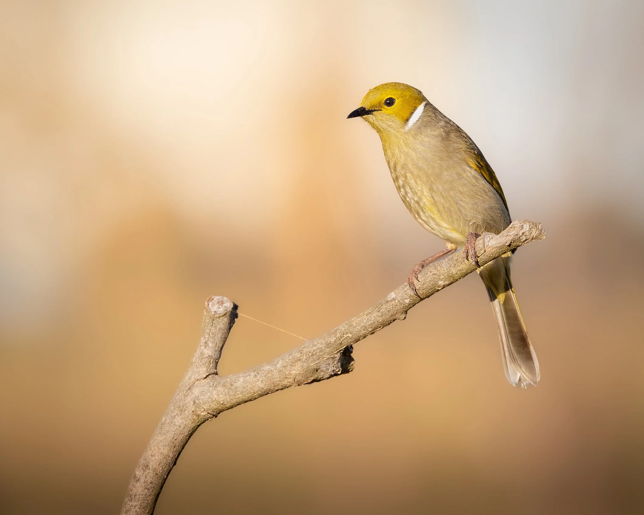 White-plumed Honeyeater 001
