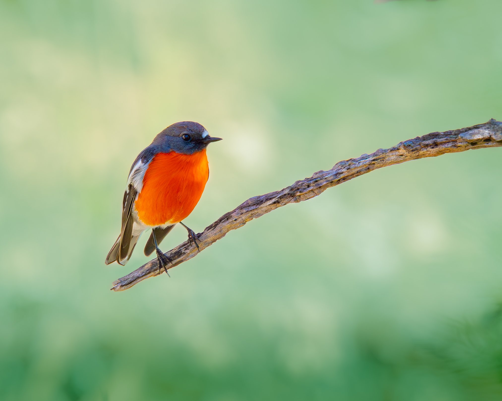 Flame Robin 001