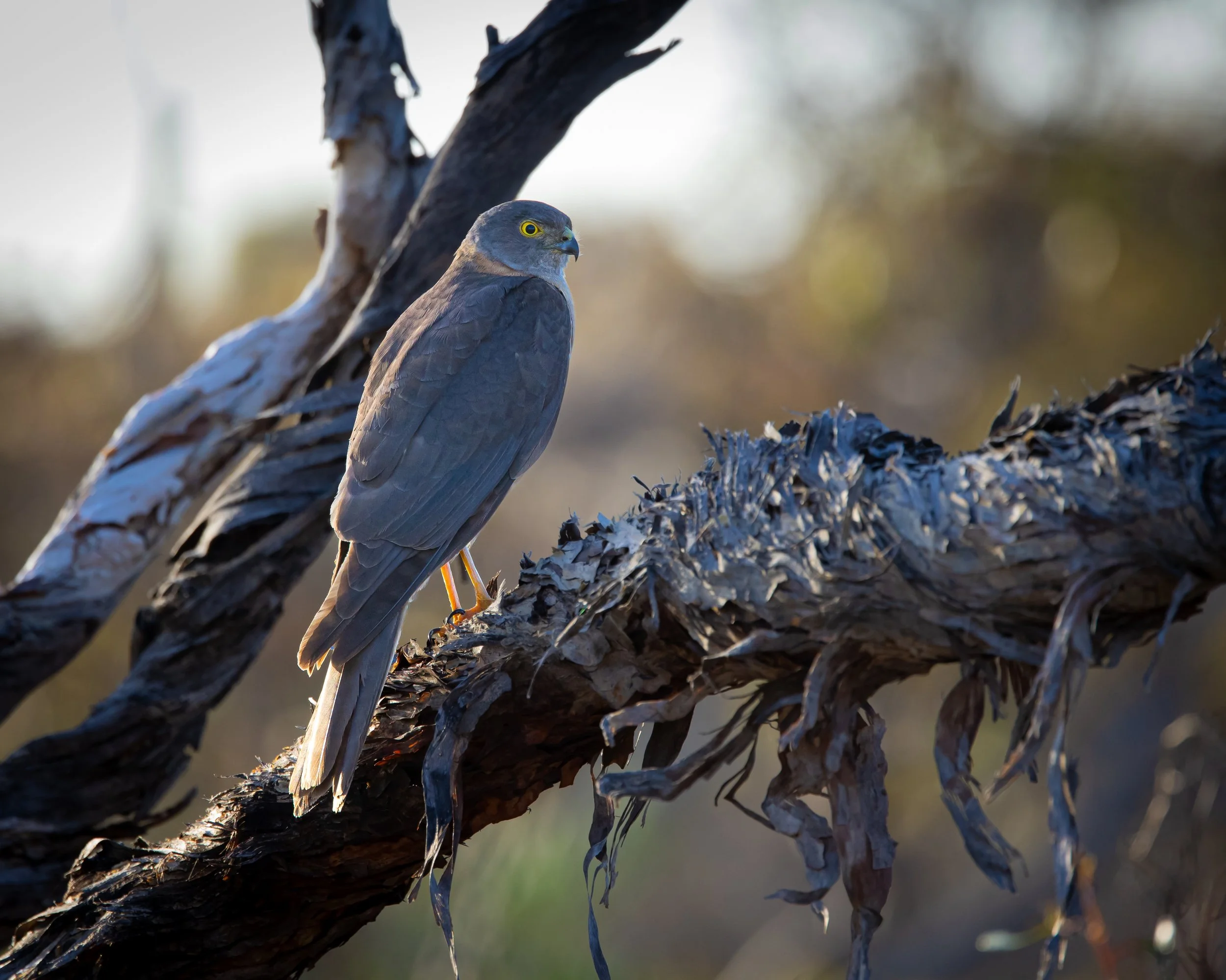 Collared Sparrowhawk ( Accipiter cirrocephalus) BW 050125.jpg