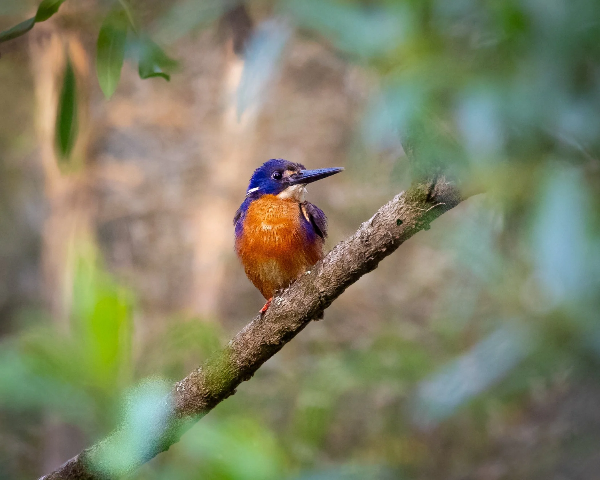 Azure Kingfisher 007