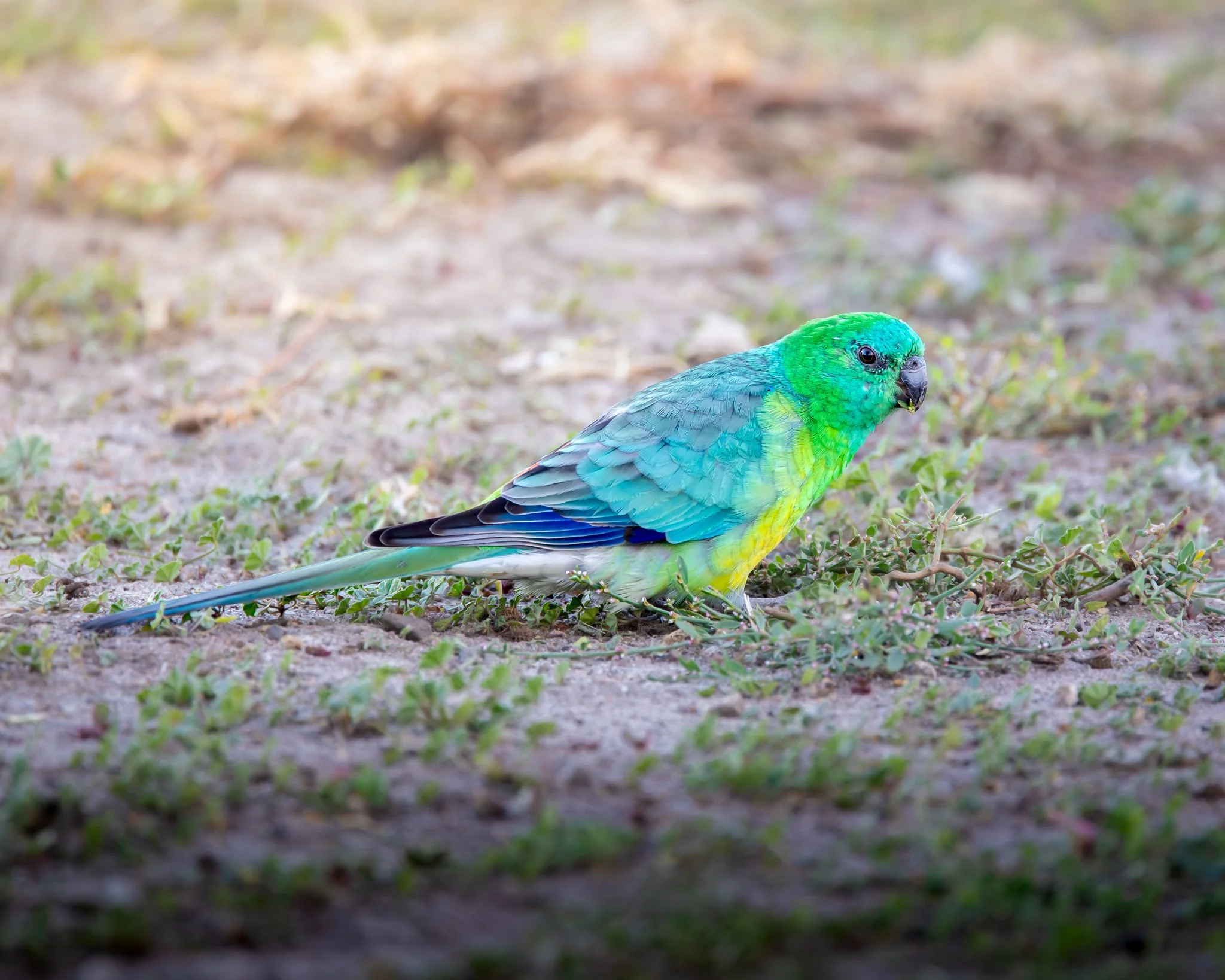 Red-rumped Parrot 003