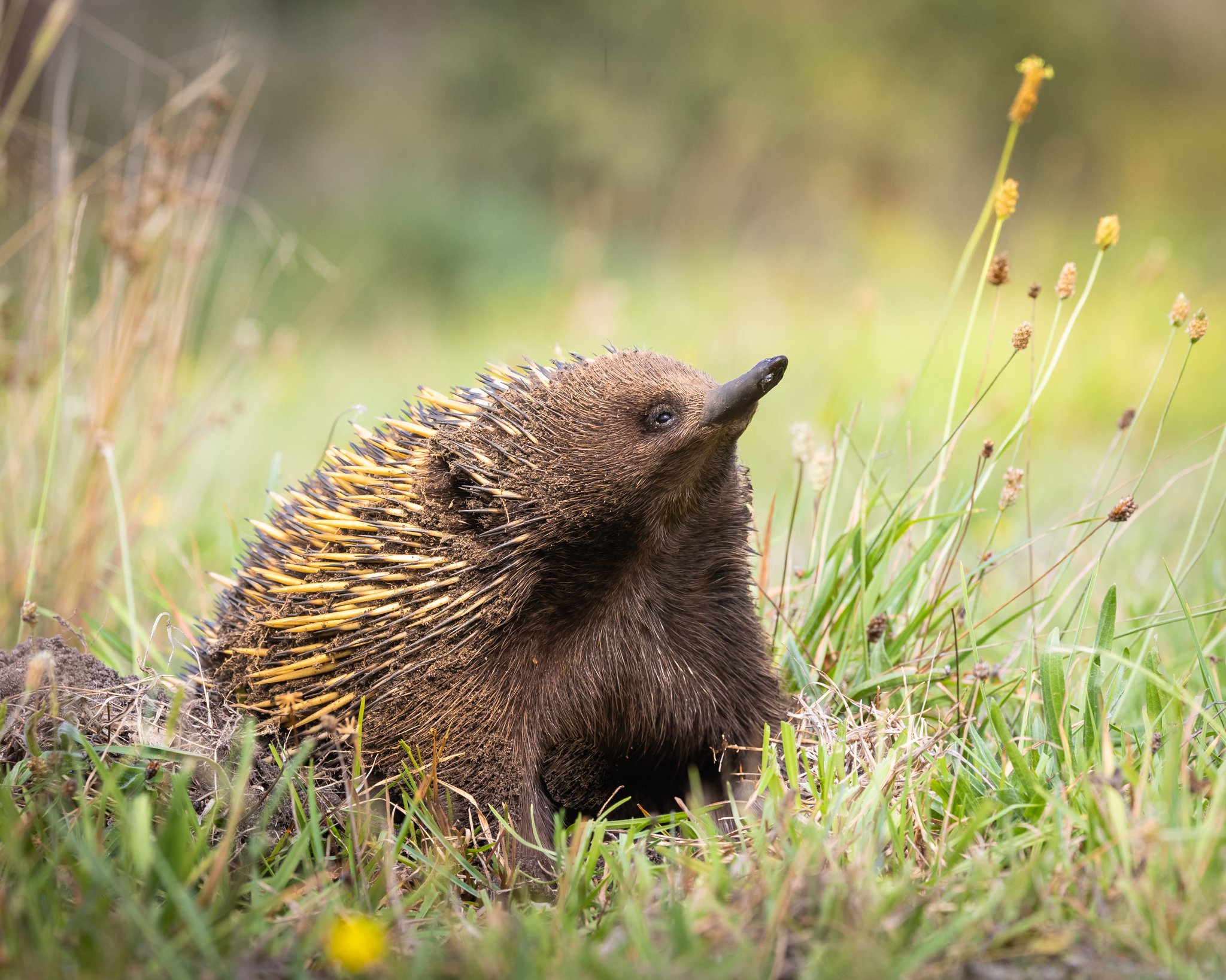 Short-beaked Echidna 003