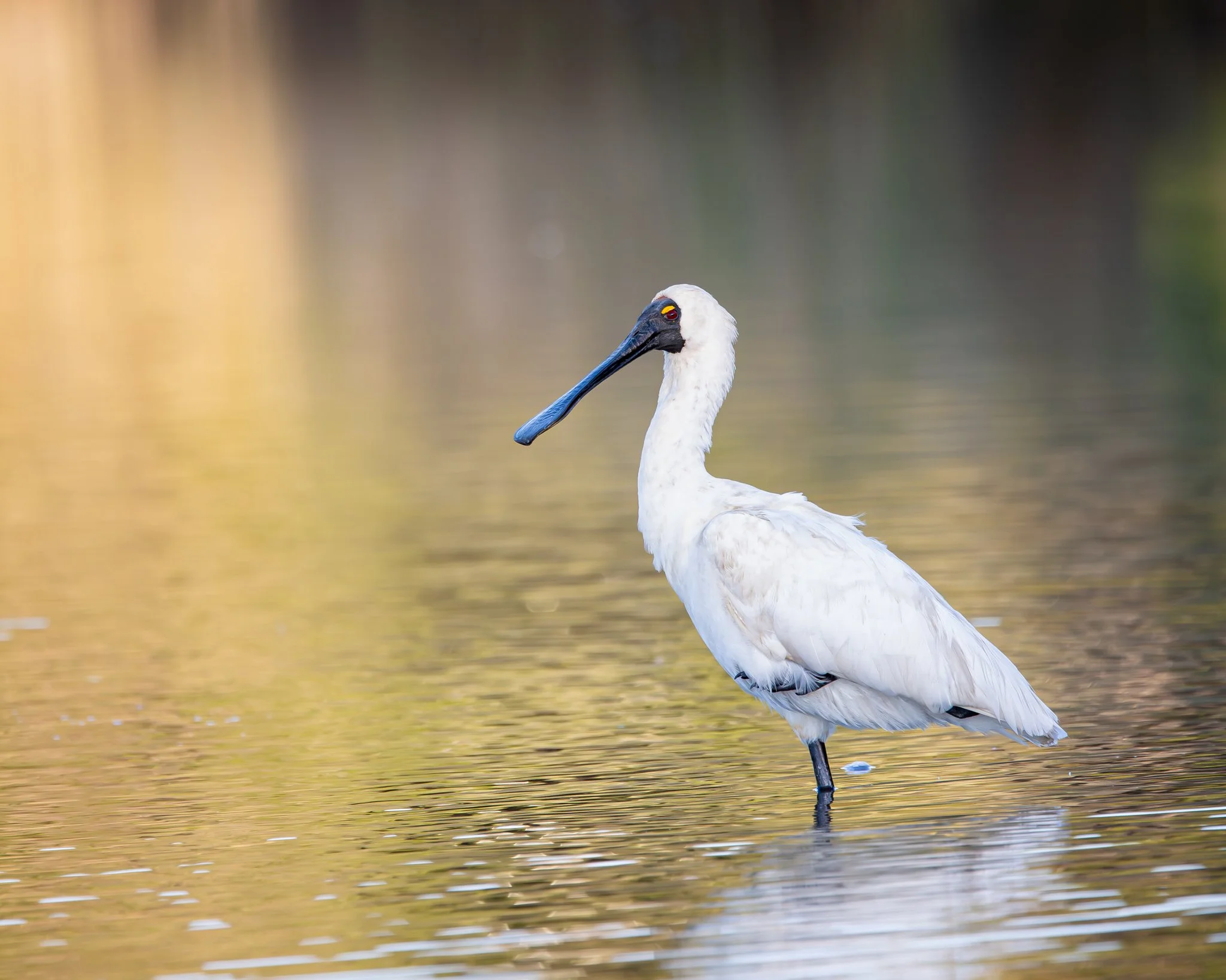 Royal Spoonbill 001