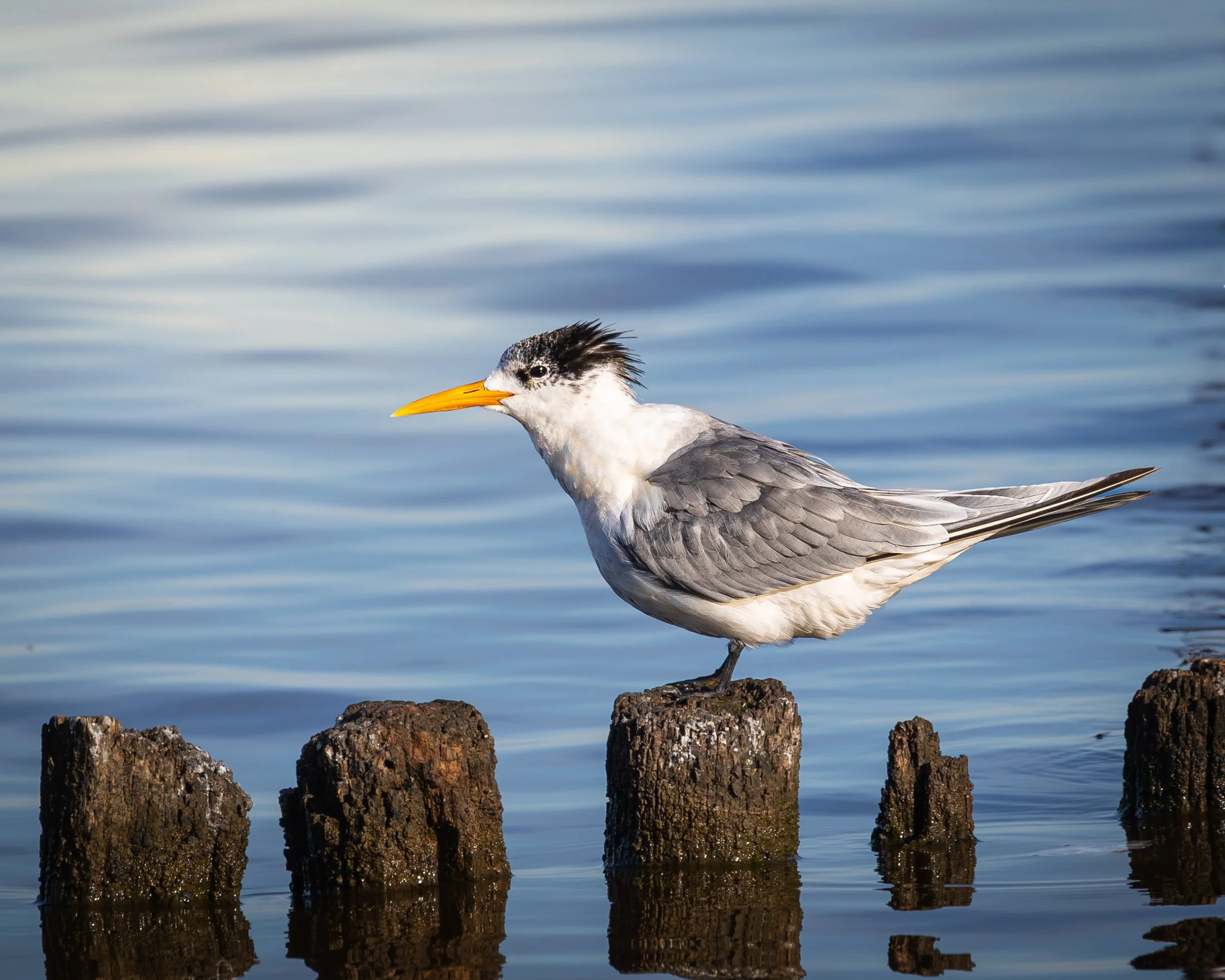 Greater Crested Tern 001