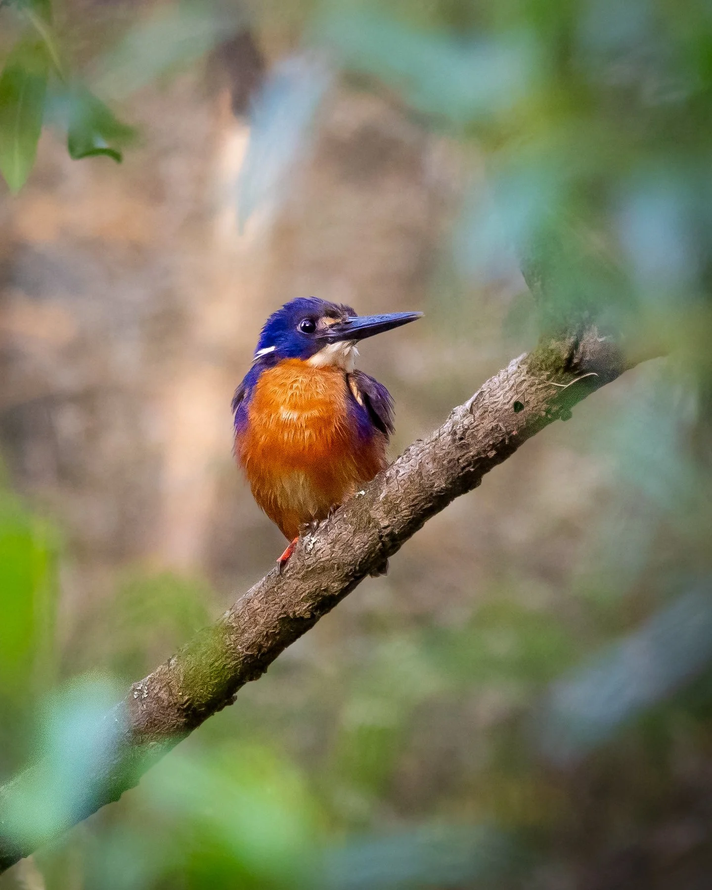 Azure Kingfisher 008